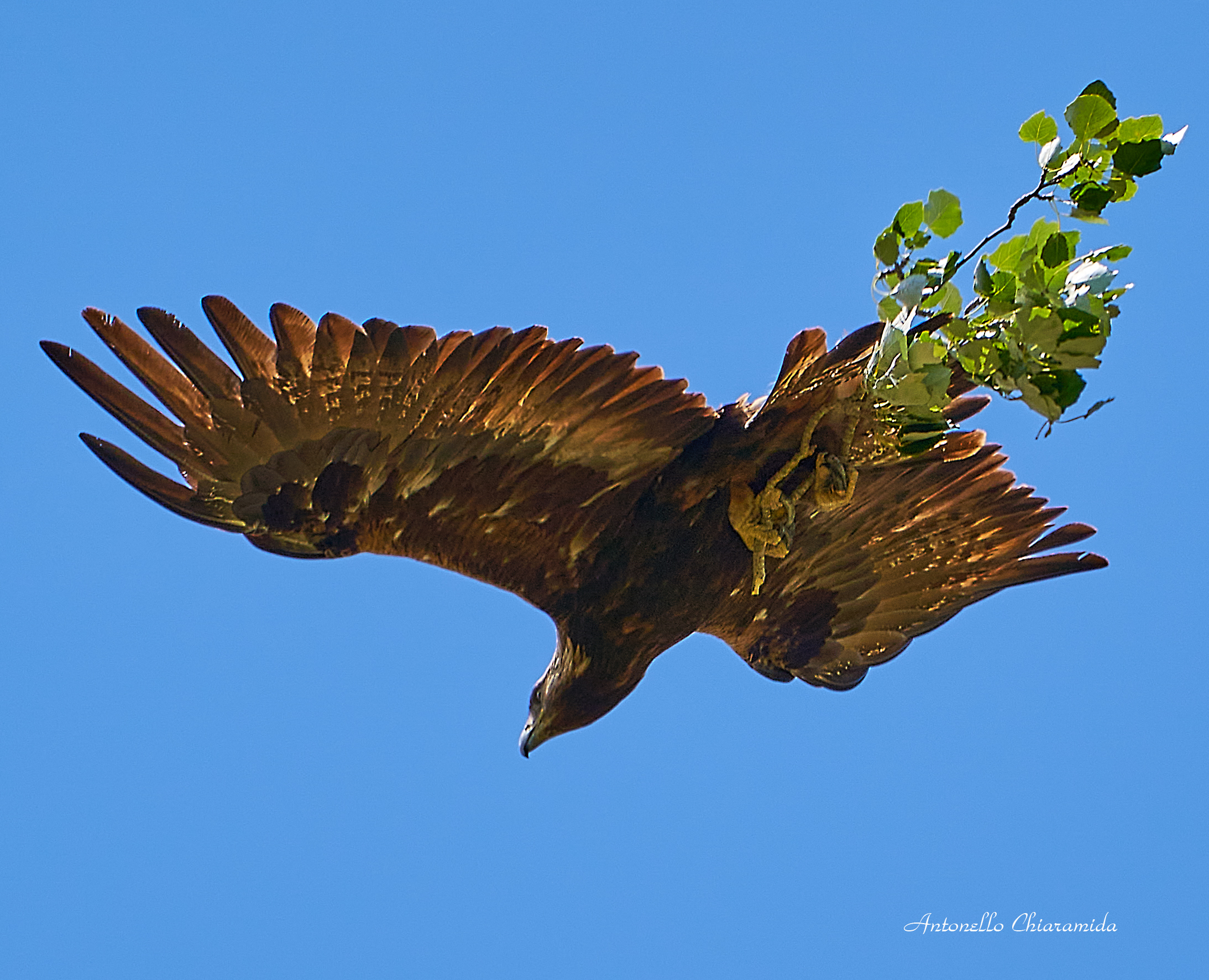 Aquila Reale Sardegna