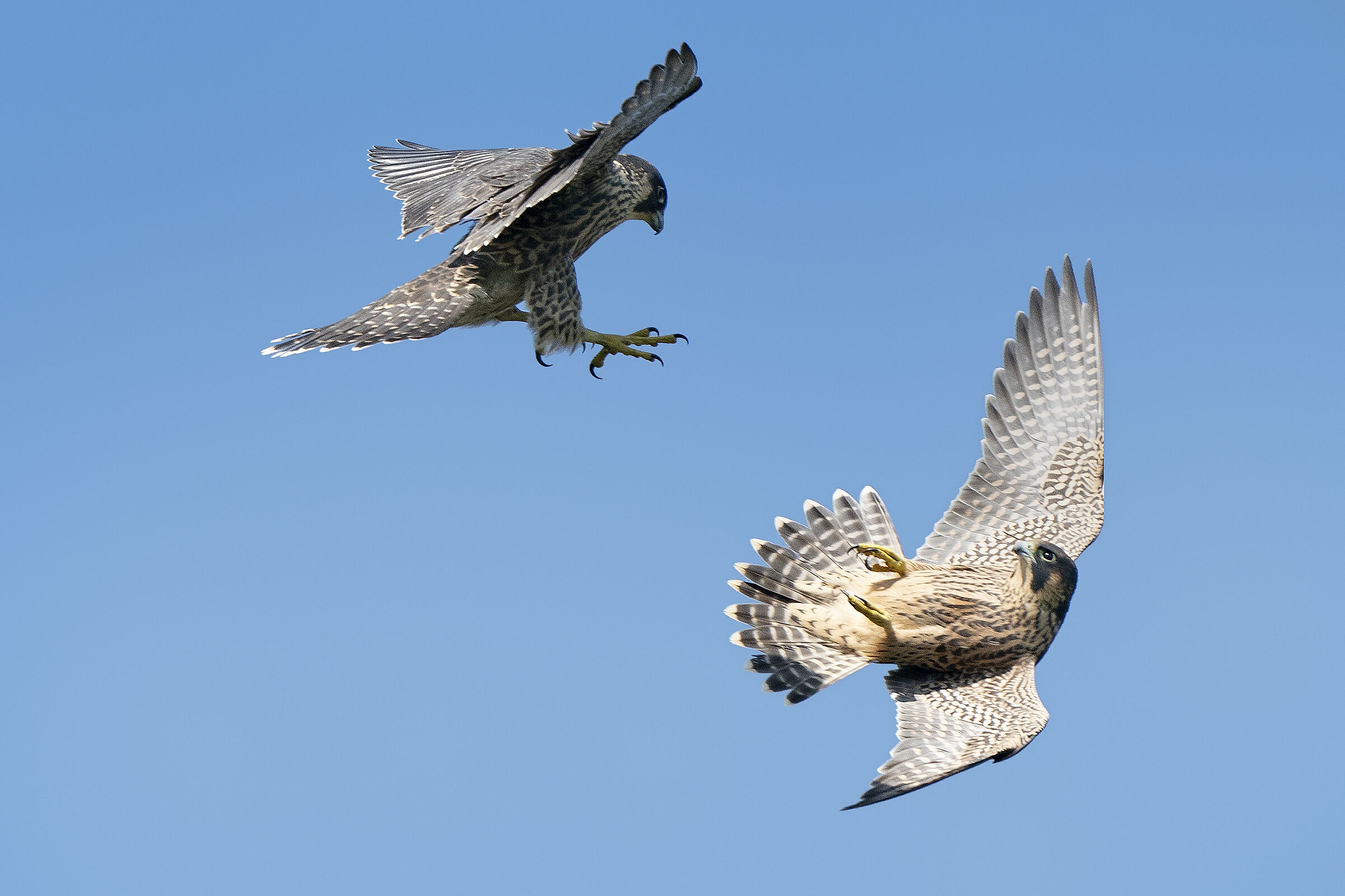 Acrobatic games of young peregrine falcons in flight.