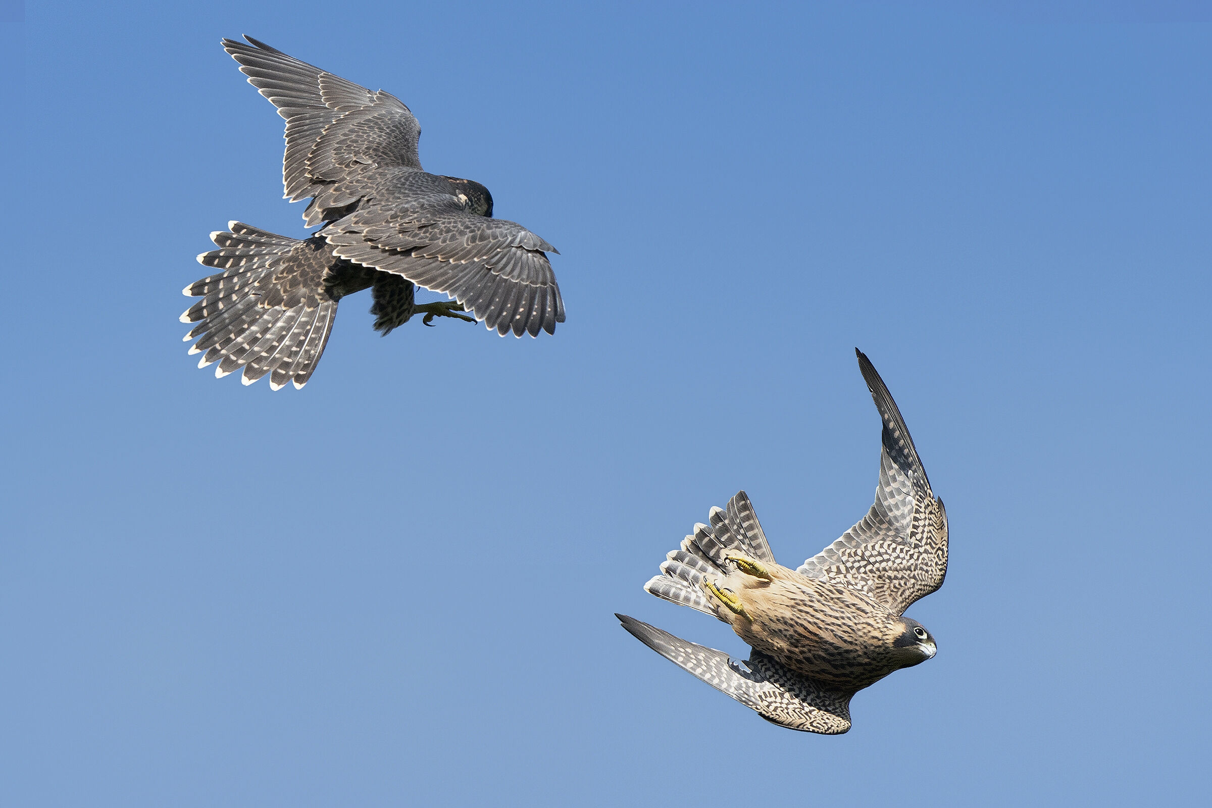 Acrobatic games of young peregrine falcons in flight.
