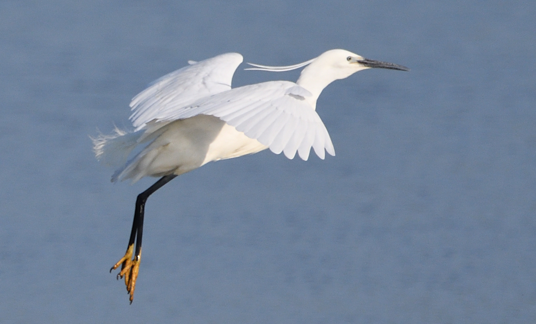 garzetta
