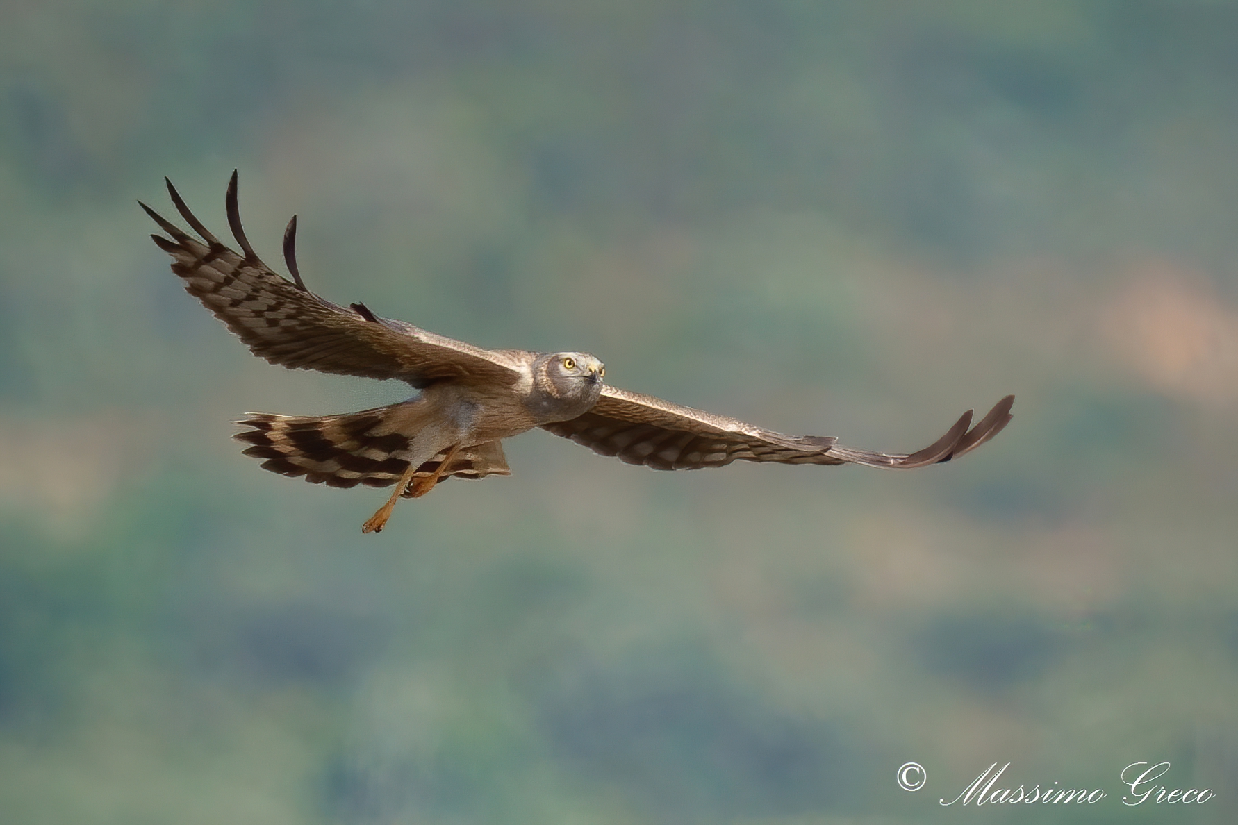 Lesser Albanella (Circus pygargus) - male