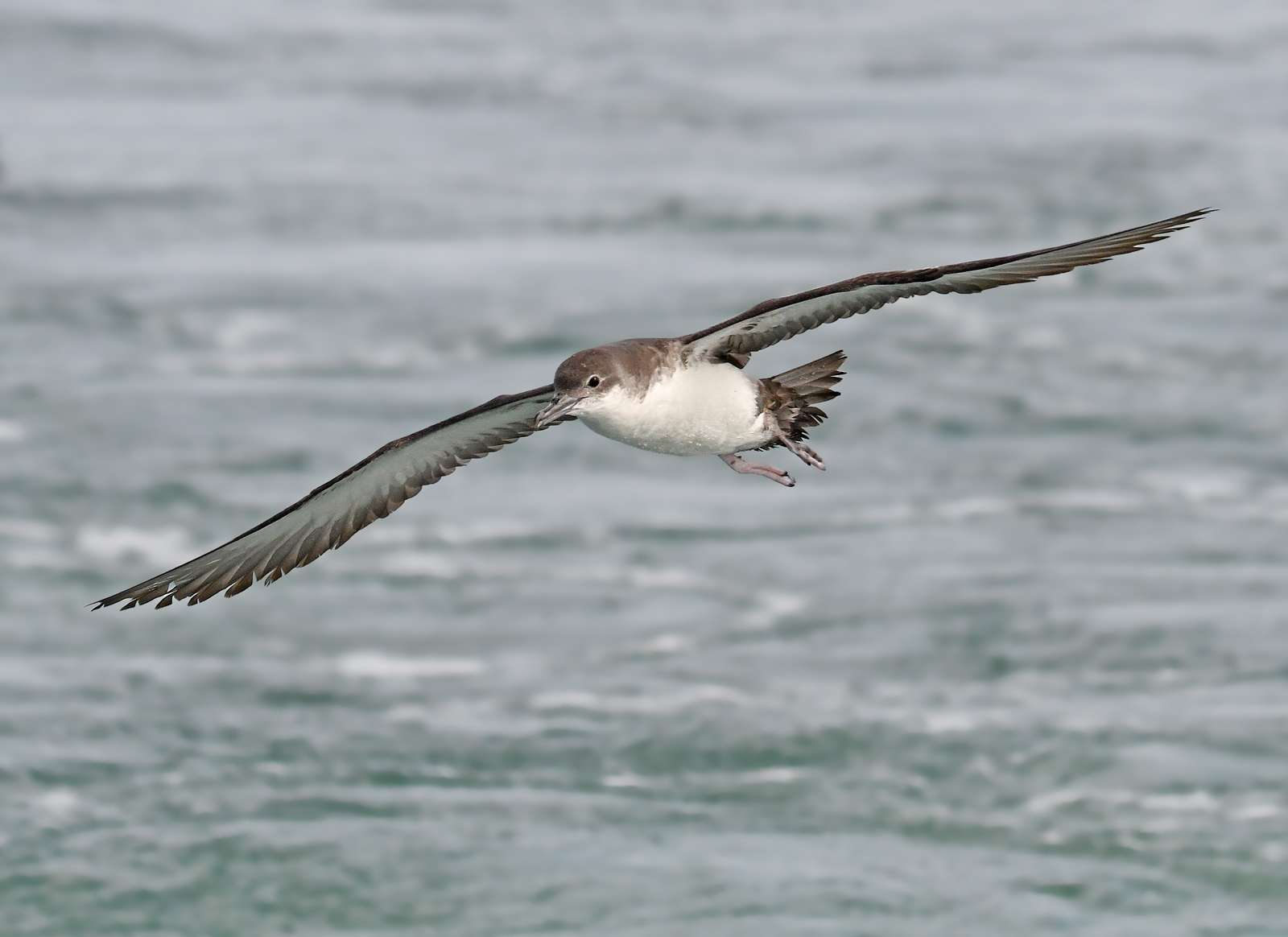 Manx shearwater