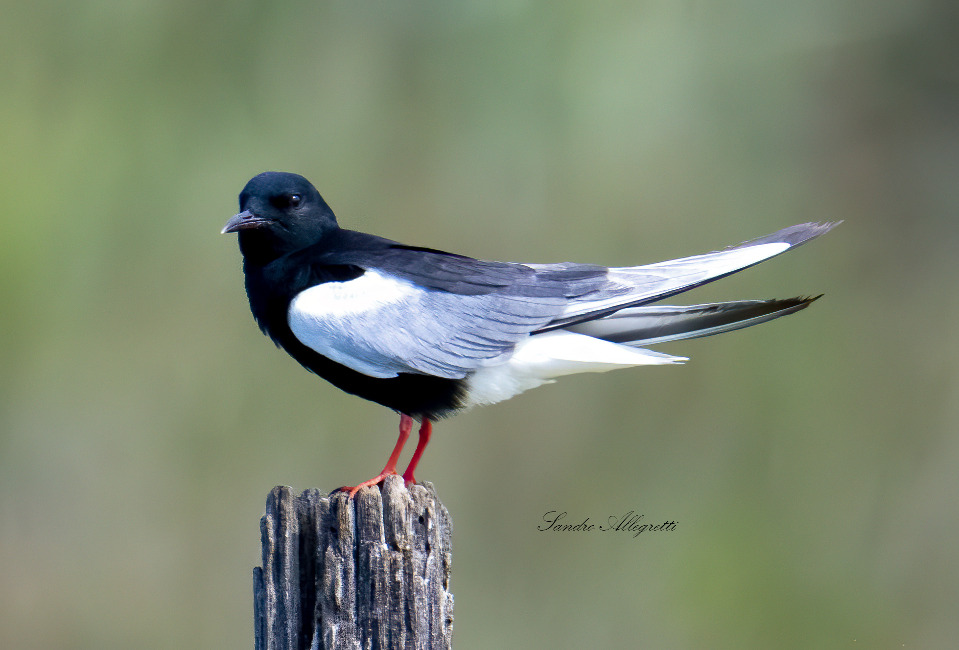 Mignattino alibianche (Chlidonias leucopterus)