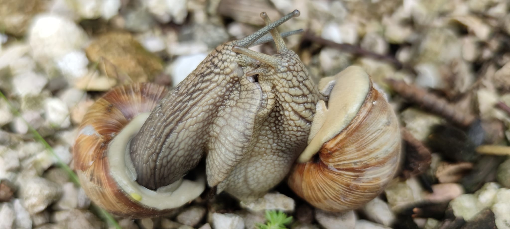 Caught in the act of crime ...