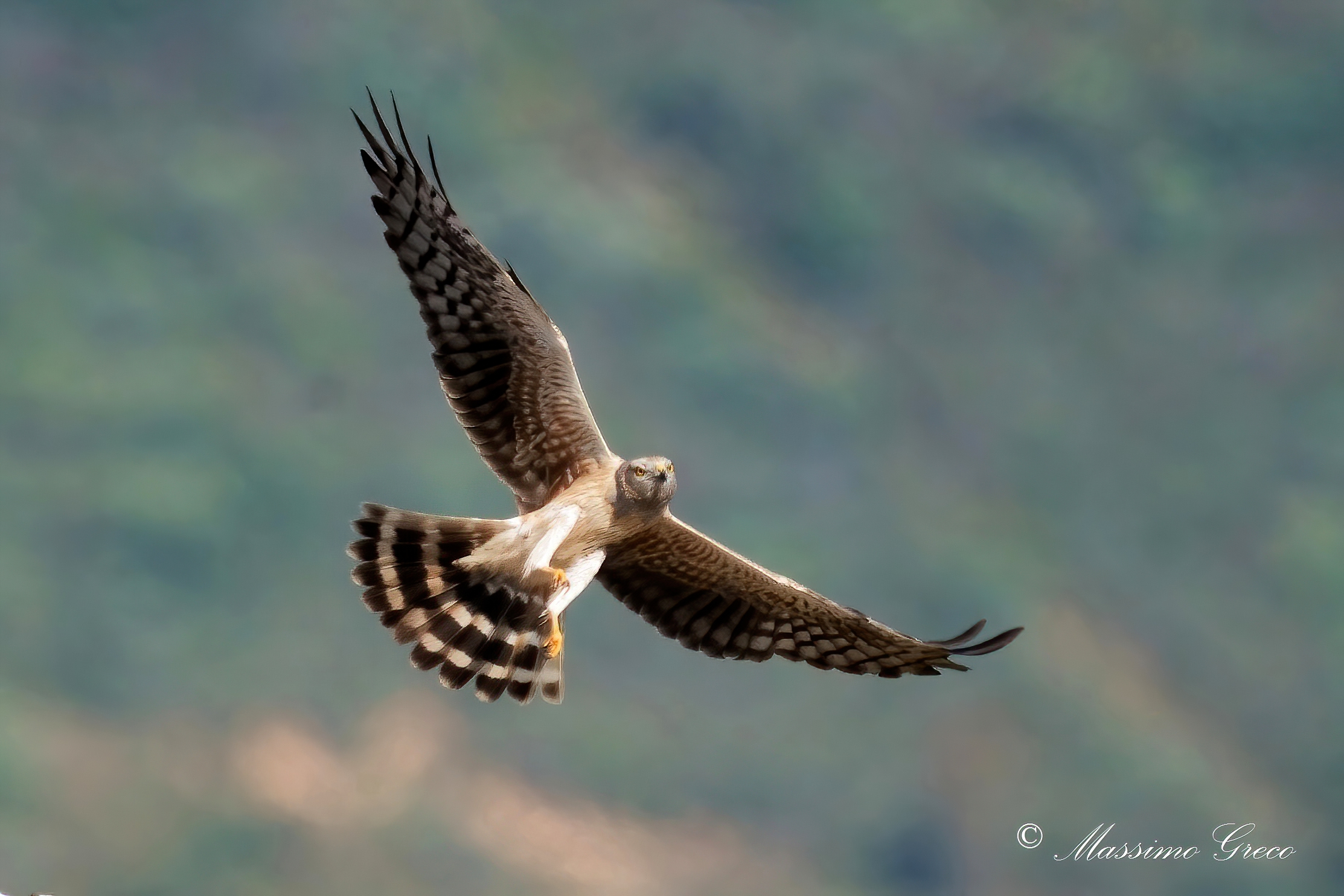 Lesser Albanella (Circus pygargus) - male