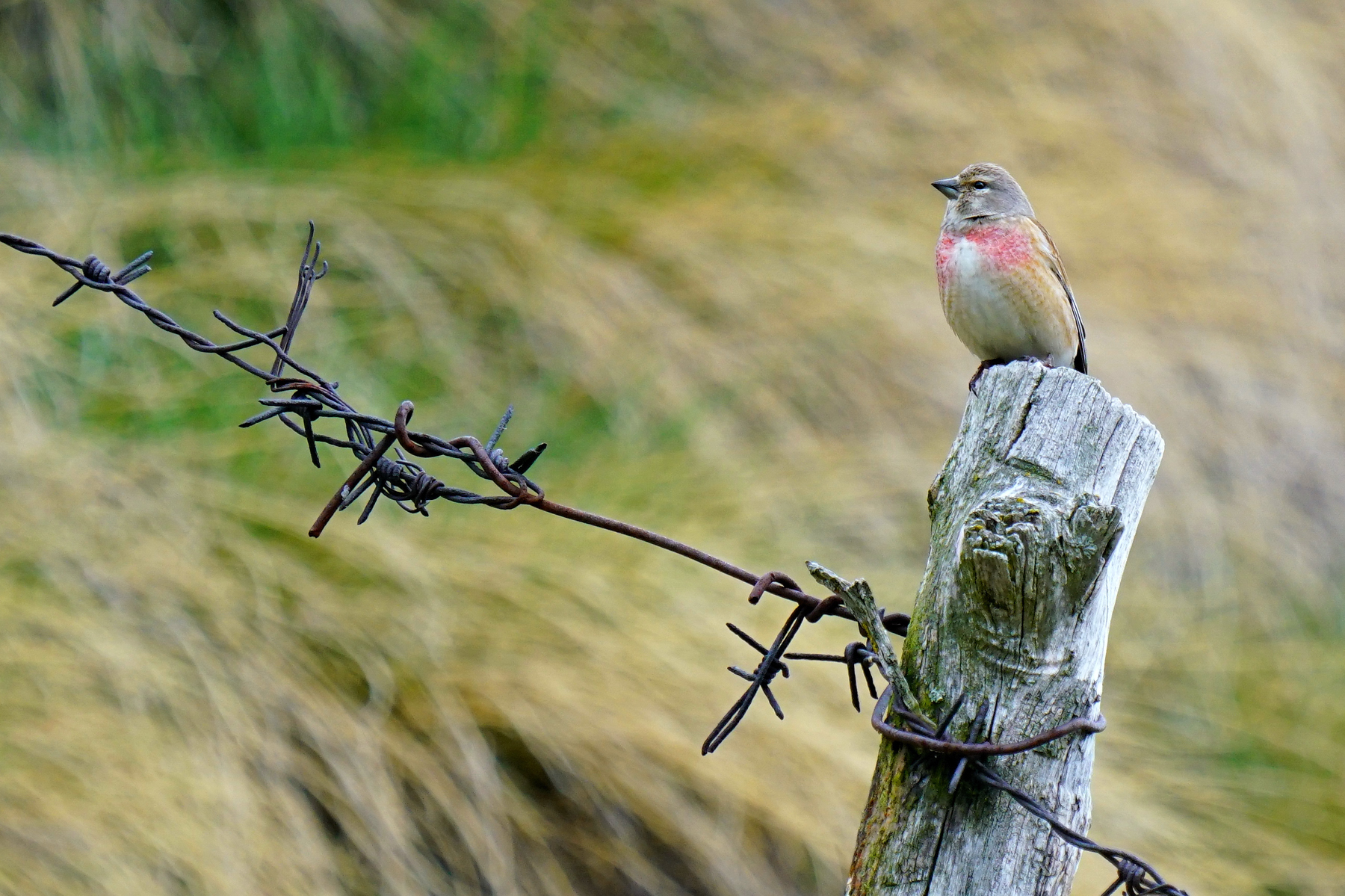 linnet
