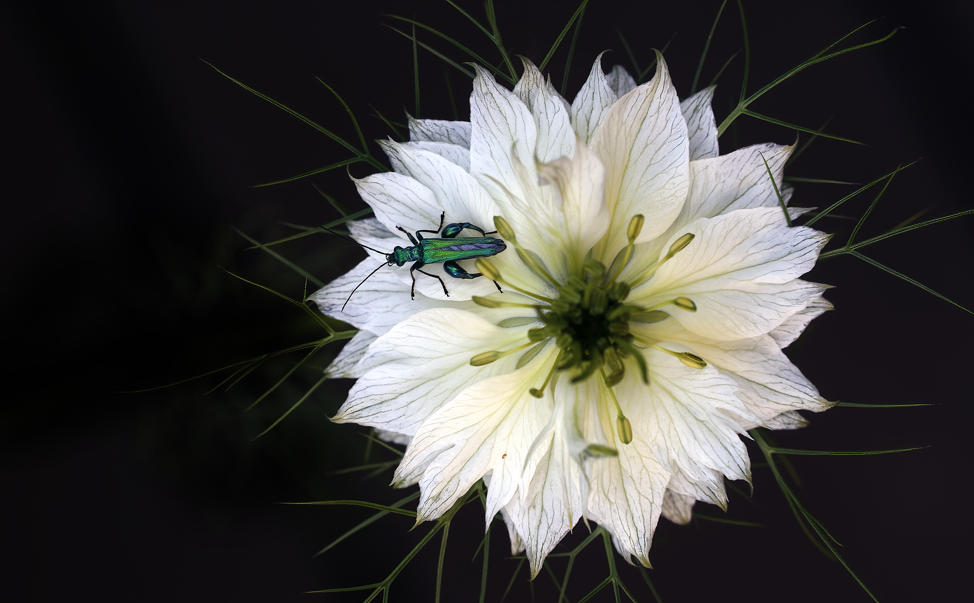 Oedemera nobilis (male)