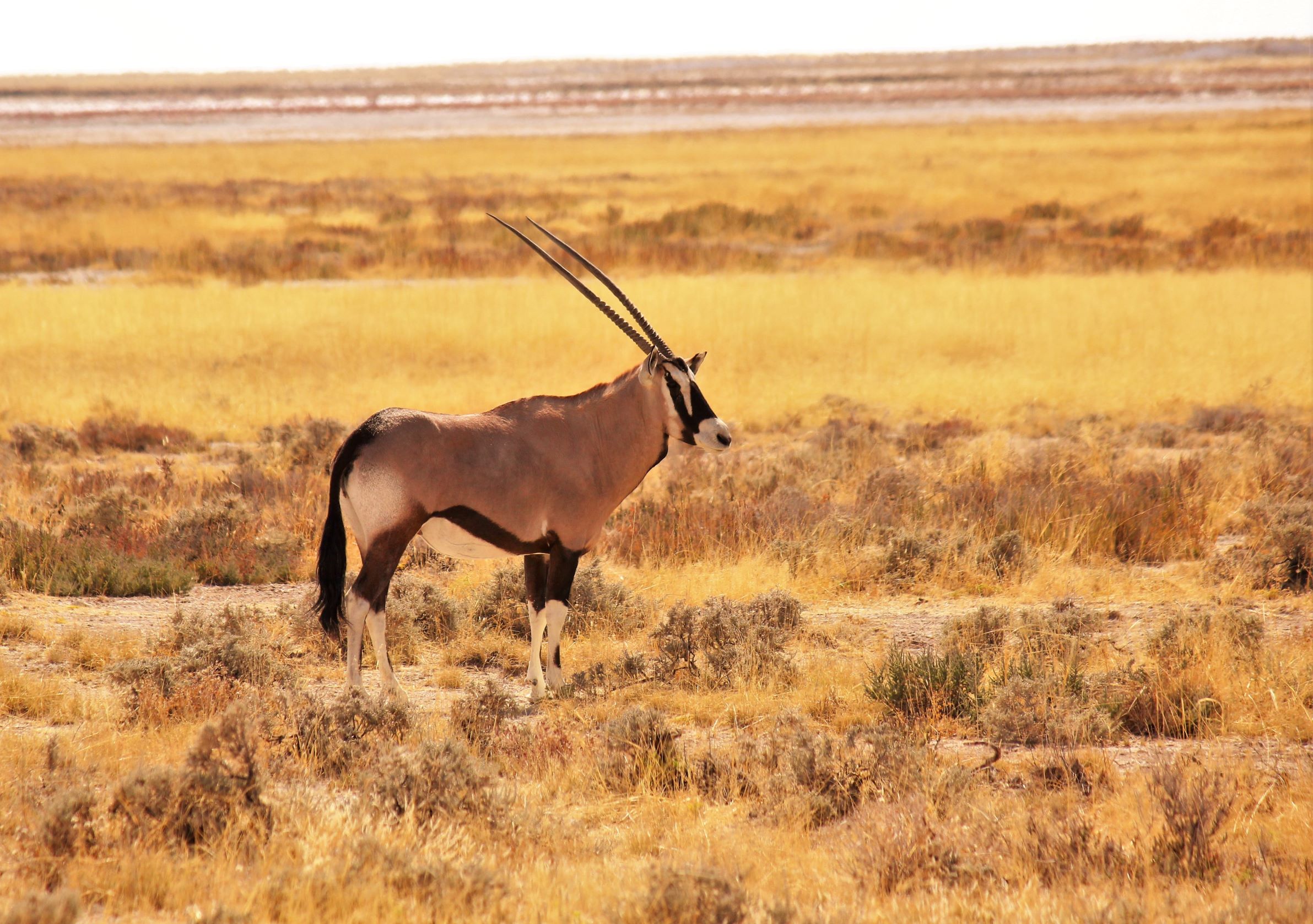 The golden hour of Etosha