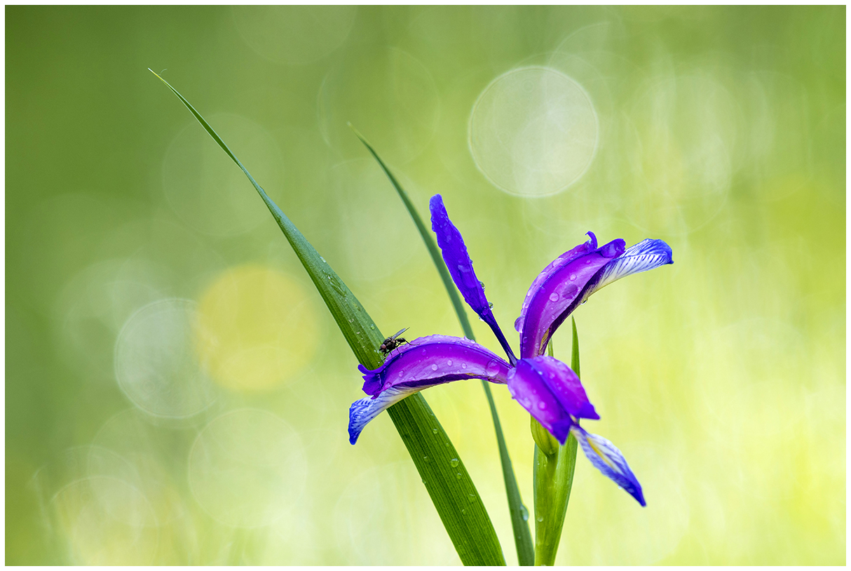 wild iris with guest.