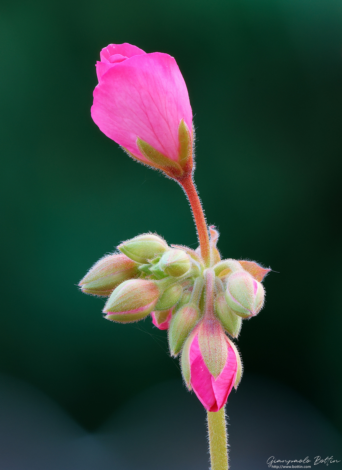 Geranio in focus stack