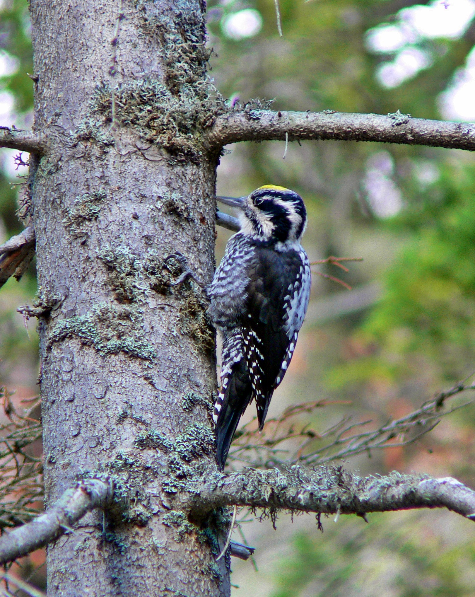 Three-toed woodpecker