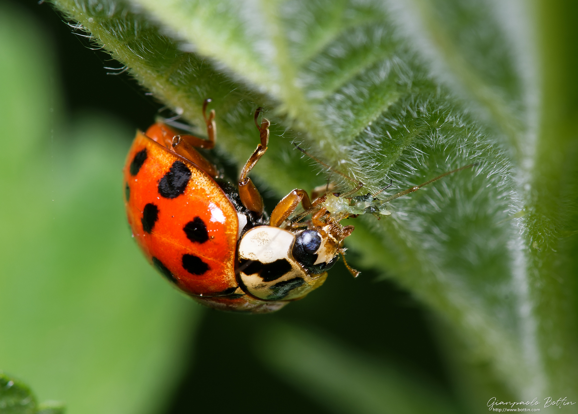 Coccinella