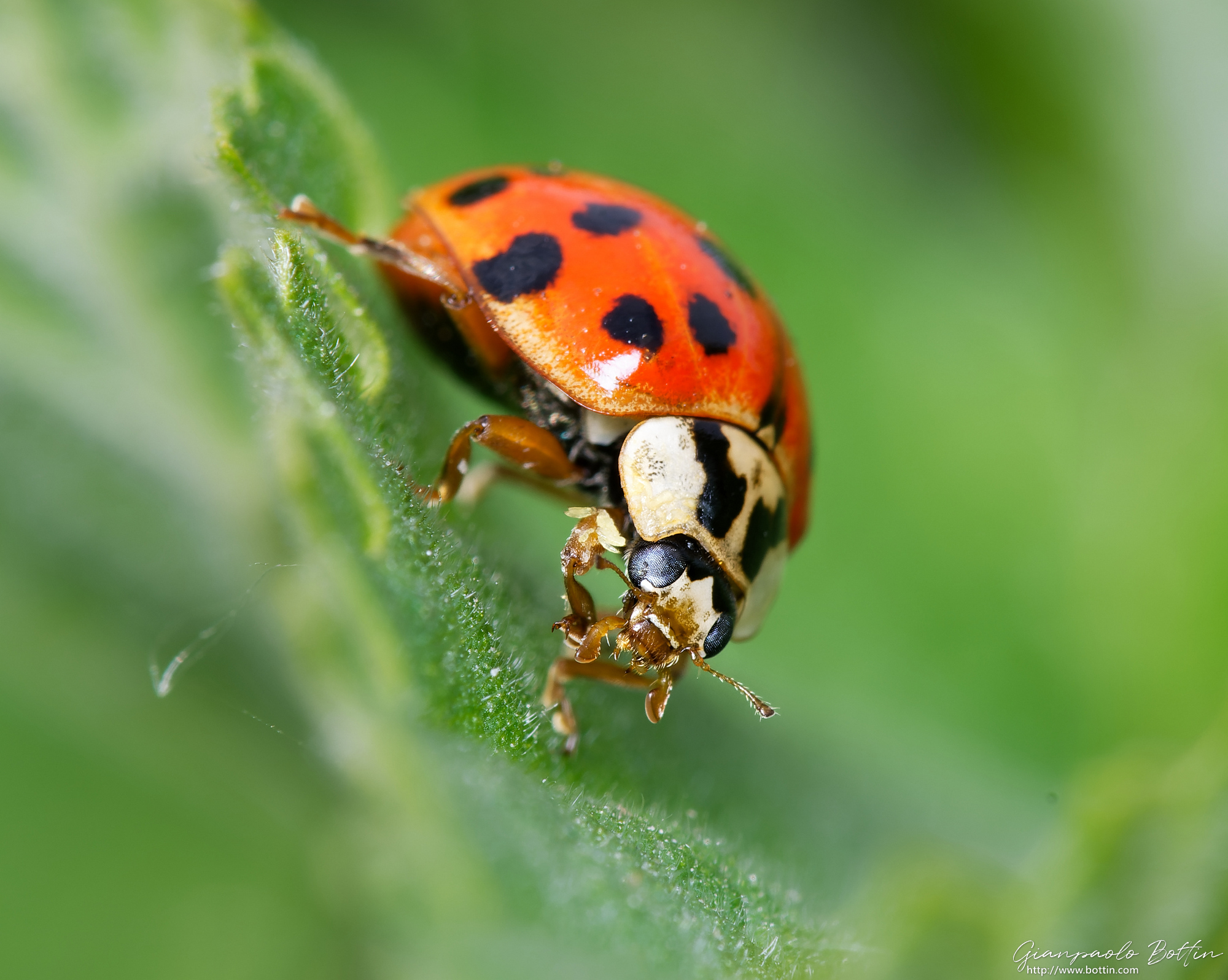 Coccinella