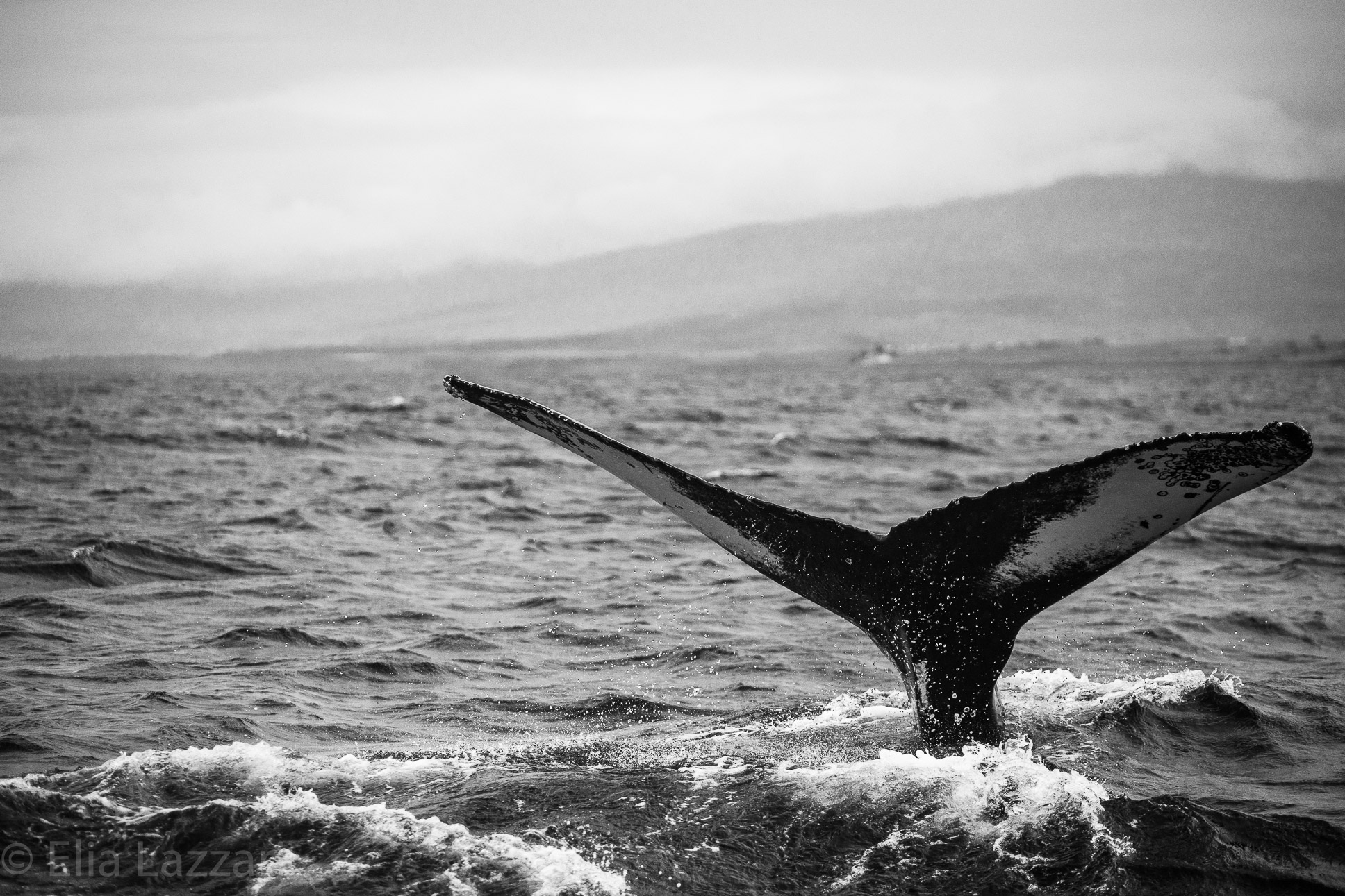 Humpback as Akureyri