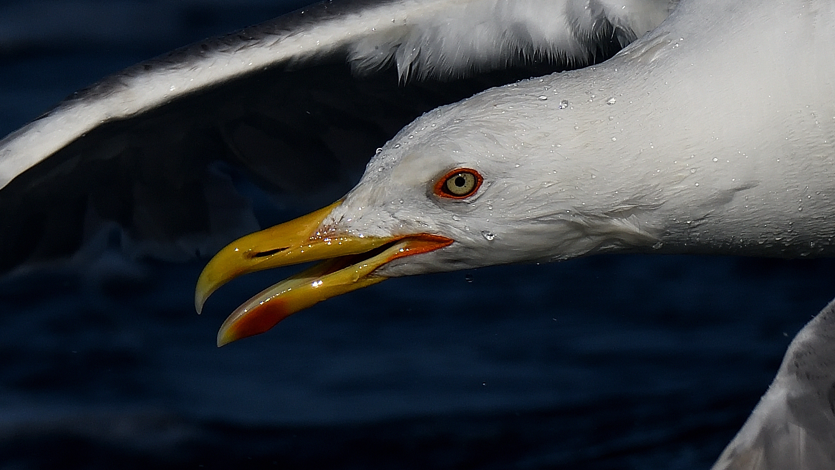 Lurking Royal Seagull