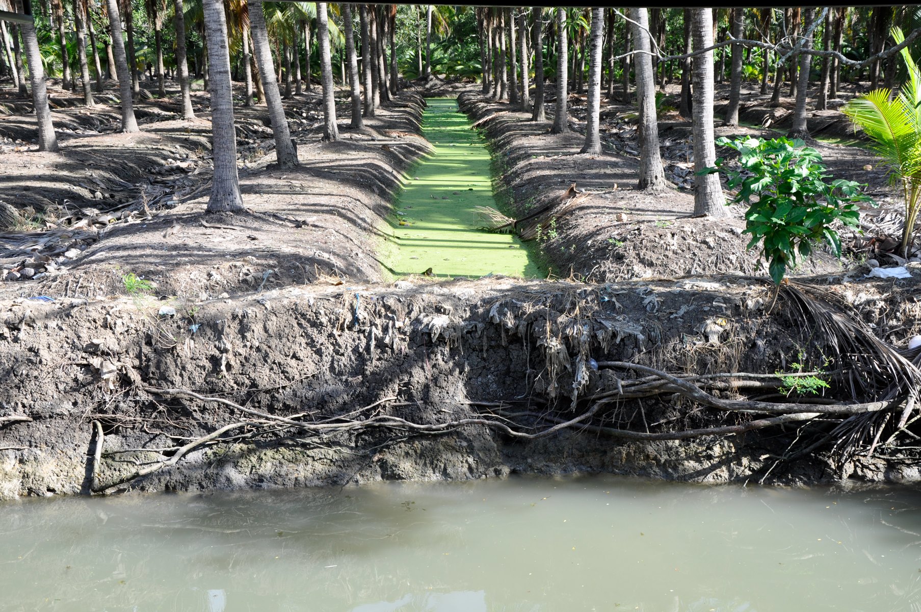 Damnoen Saduak from Thailand