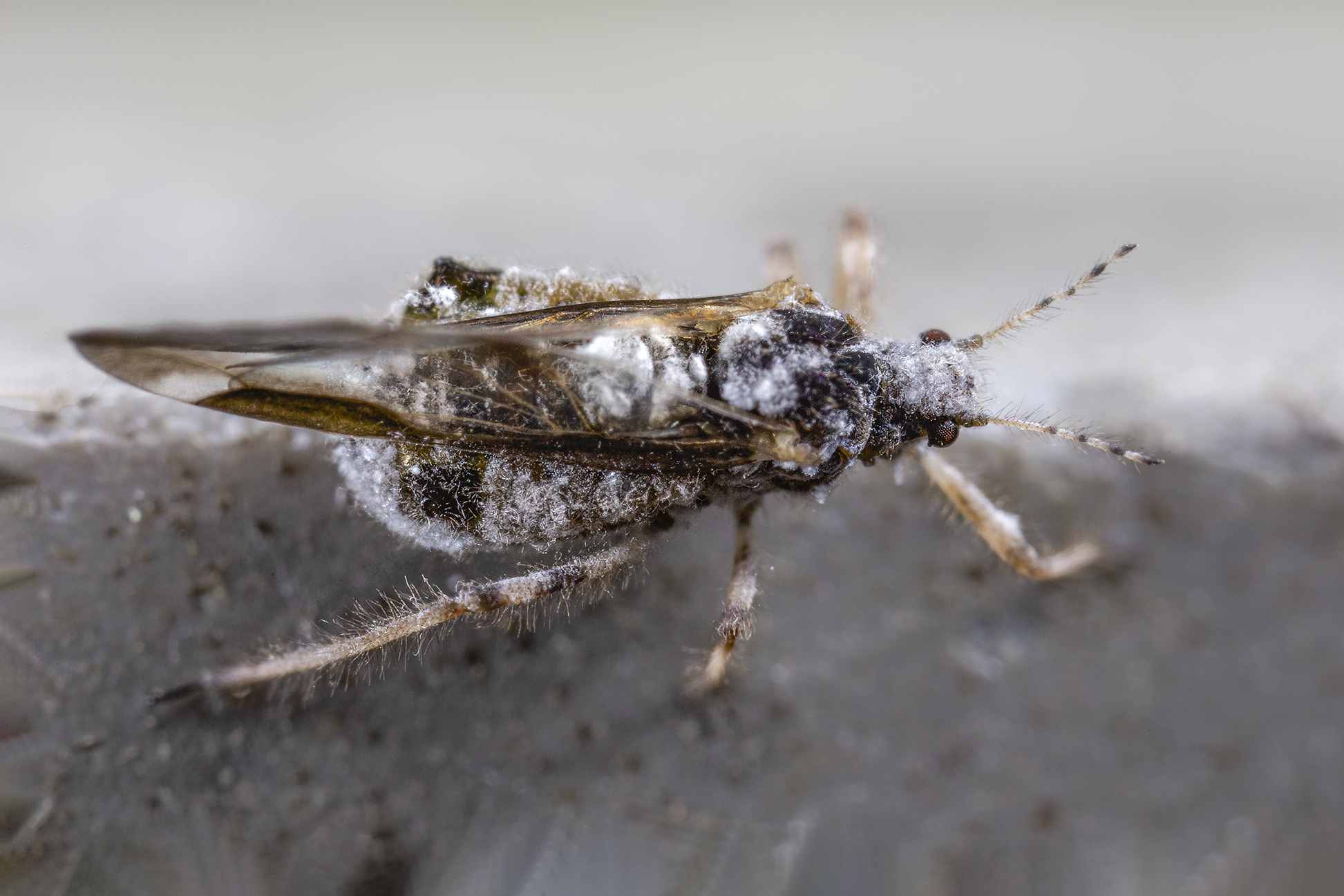 Dark-dark cinara, Aphididae
