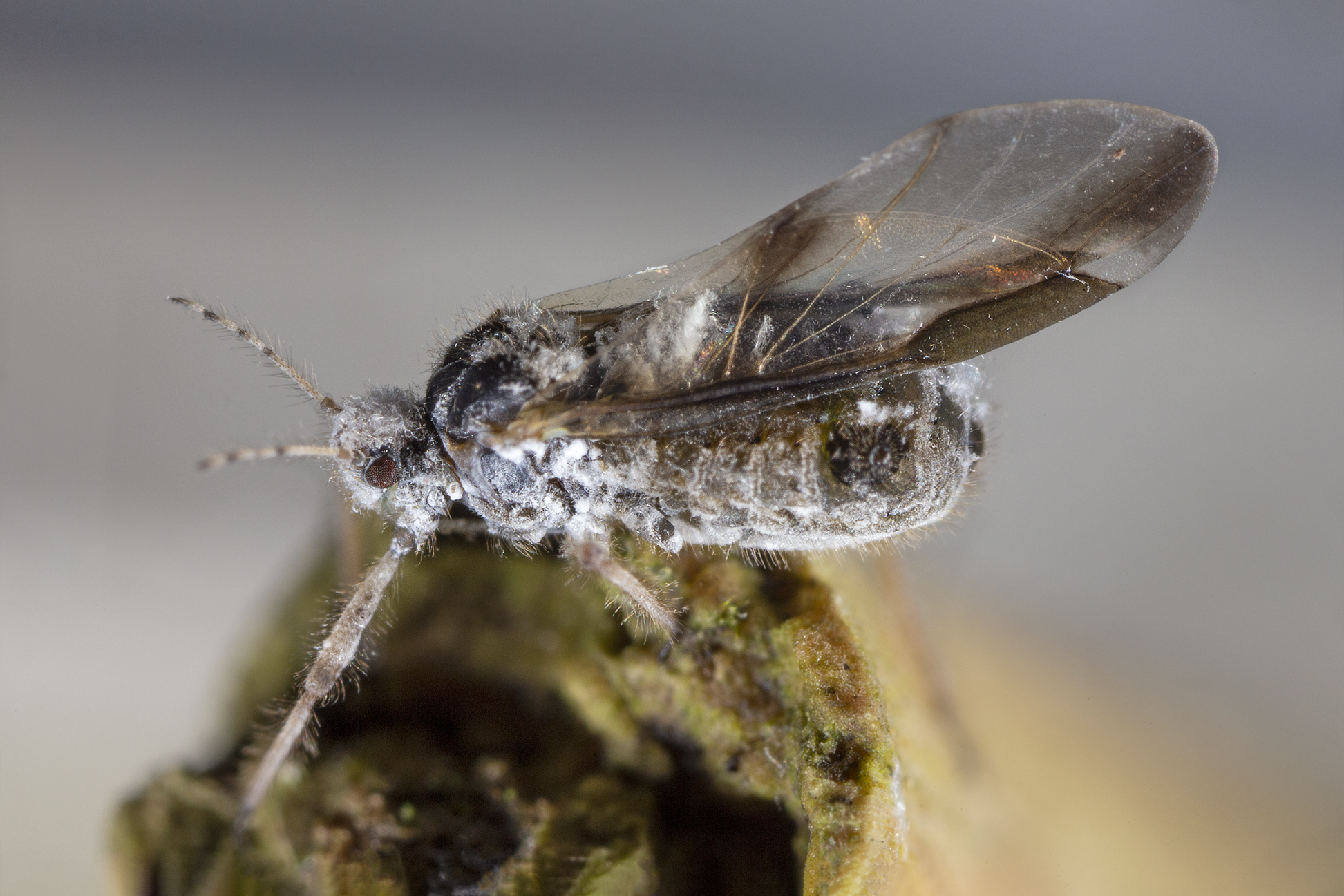 Dark-dark cinara, Aphididae