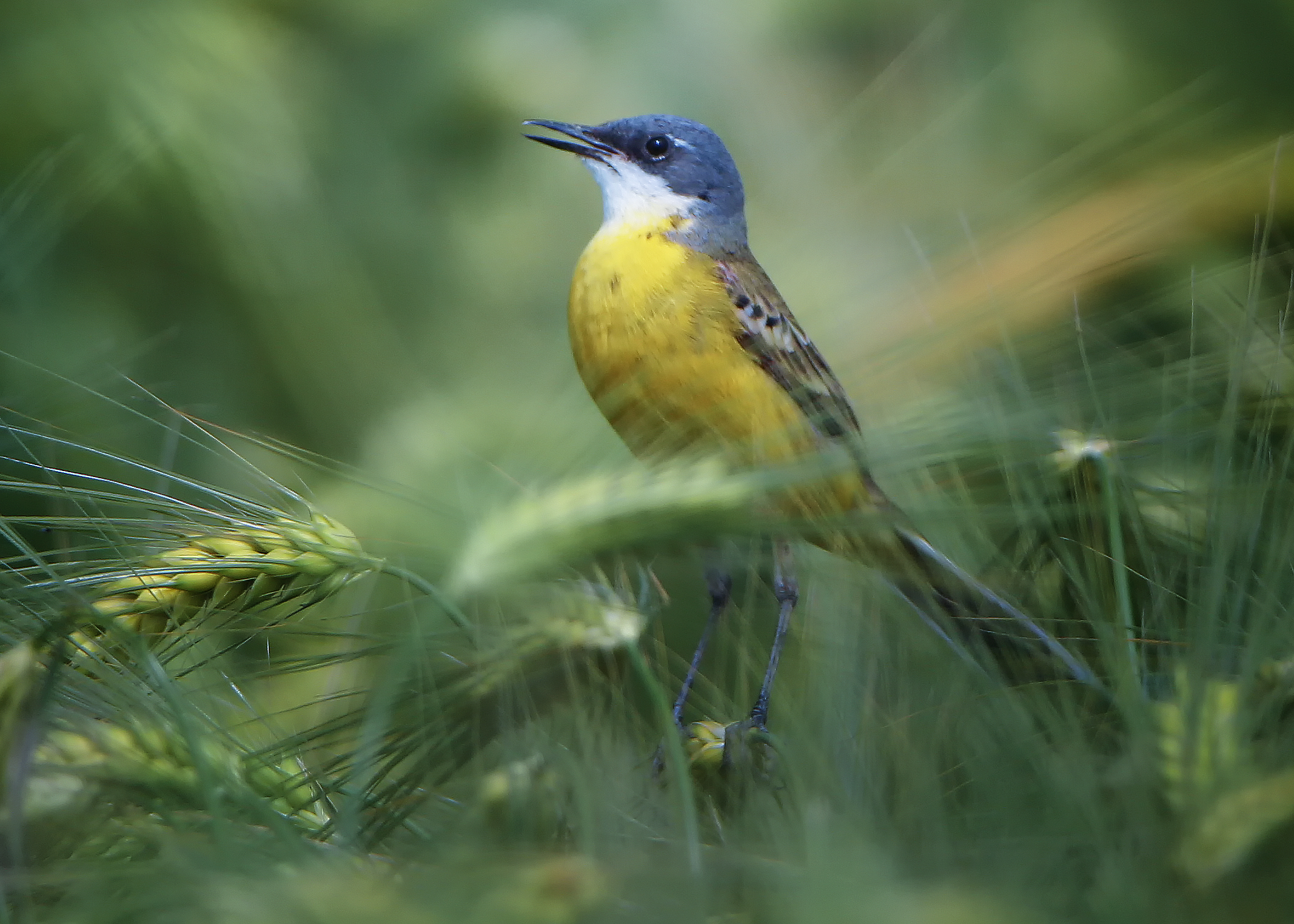 Cutrettola (moticilla flava)