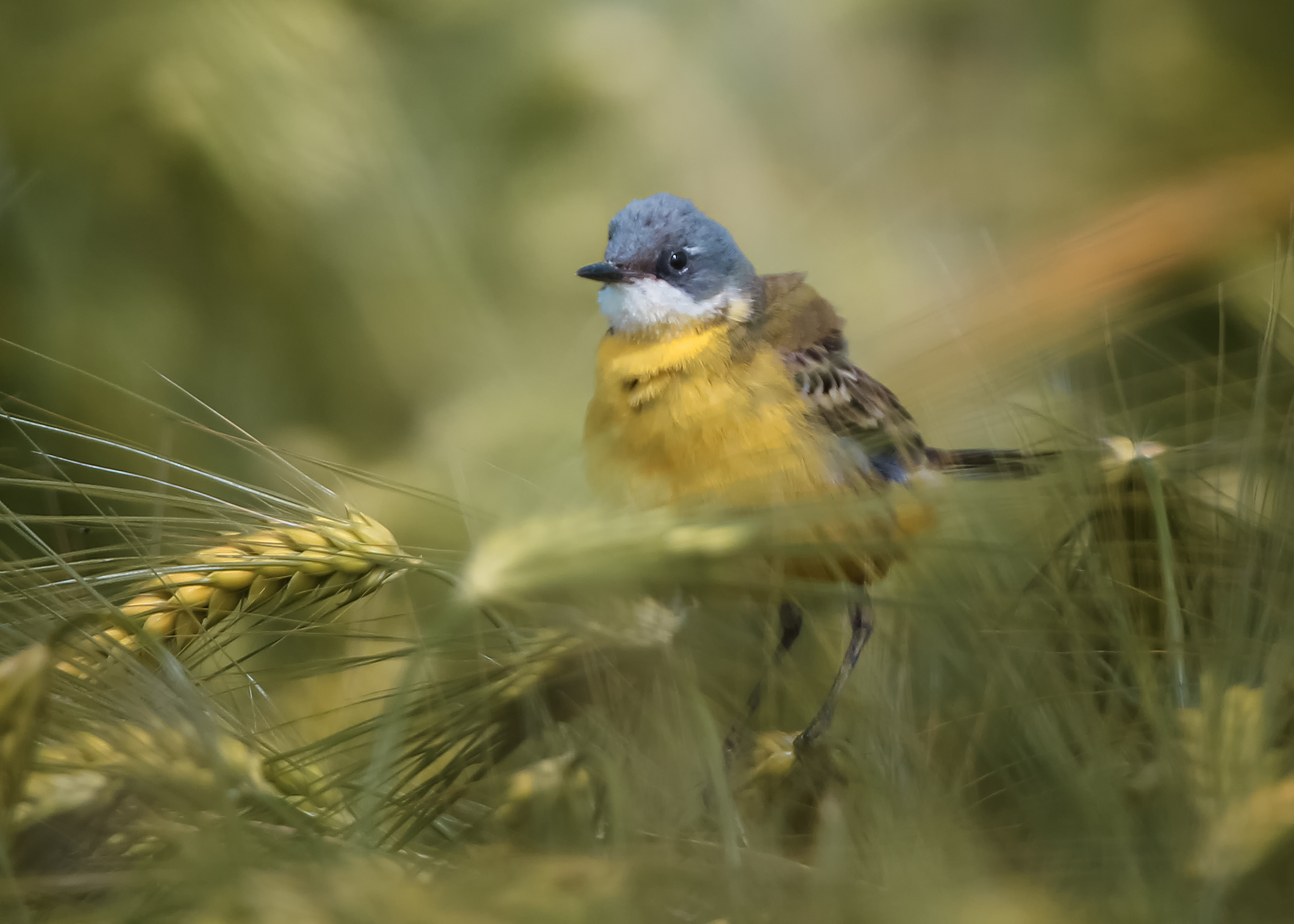 Cutrettola (moticilla flava)