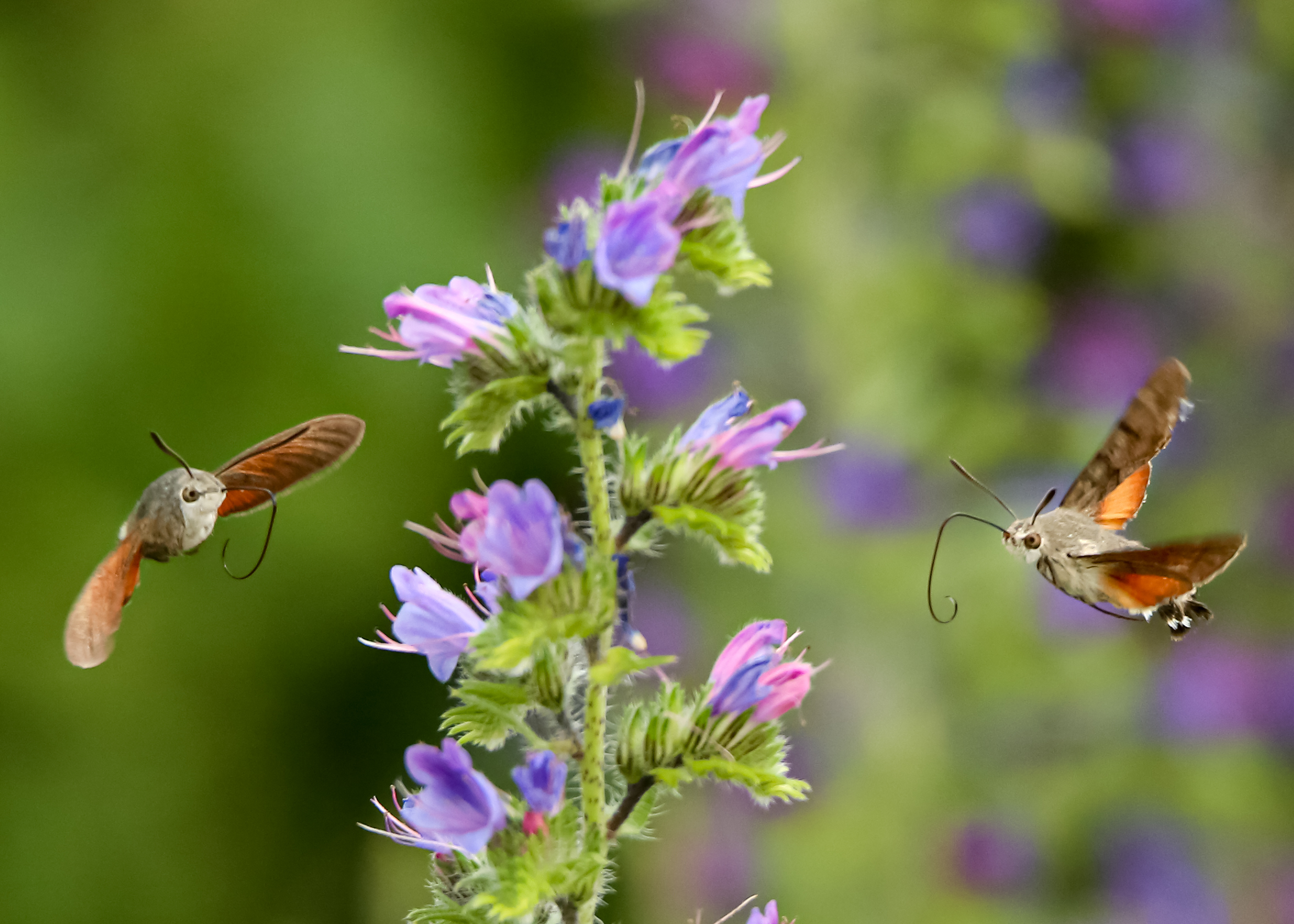 Farfalla colibri' (macroglossum stellatarum)