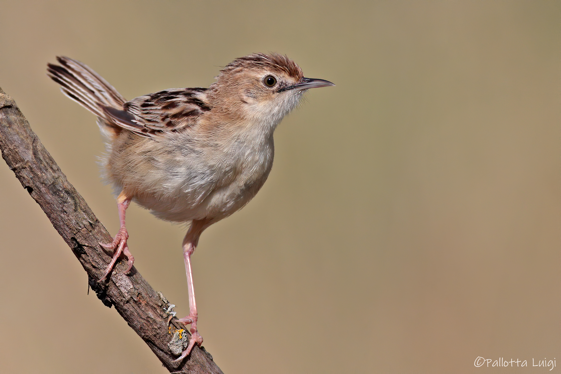 Beccamoschino (Cisticola juncidis)