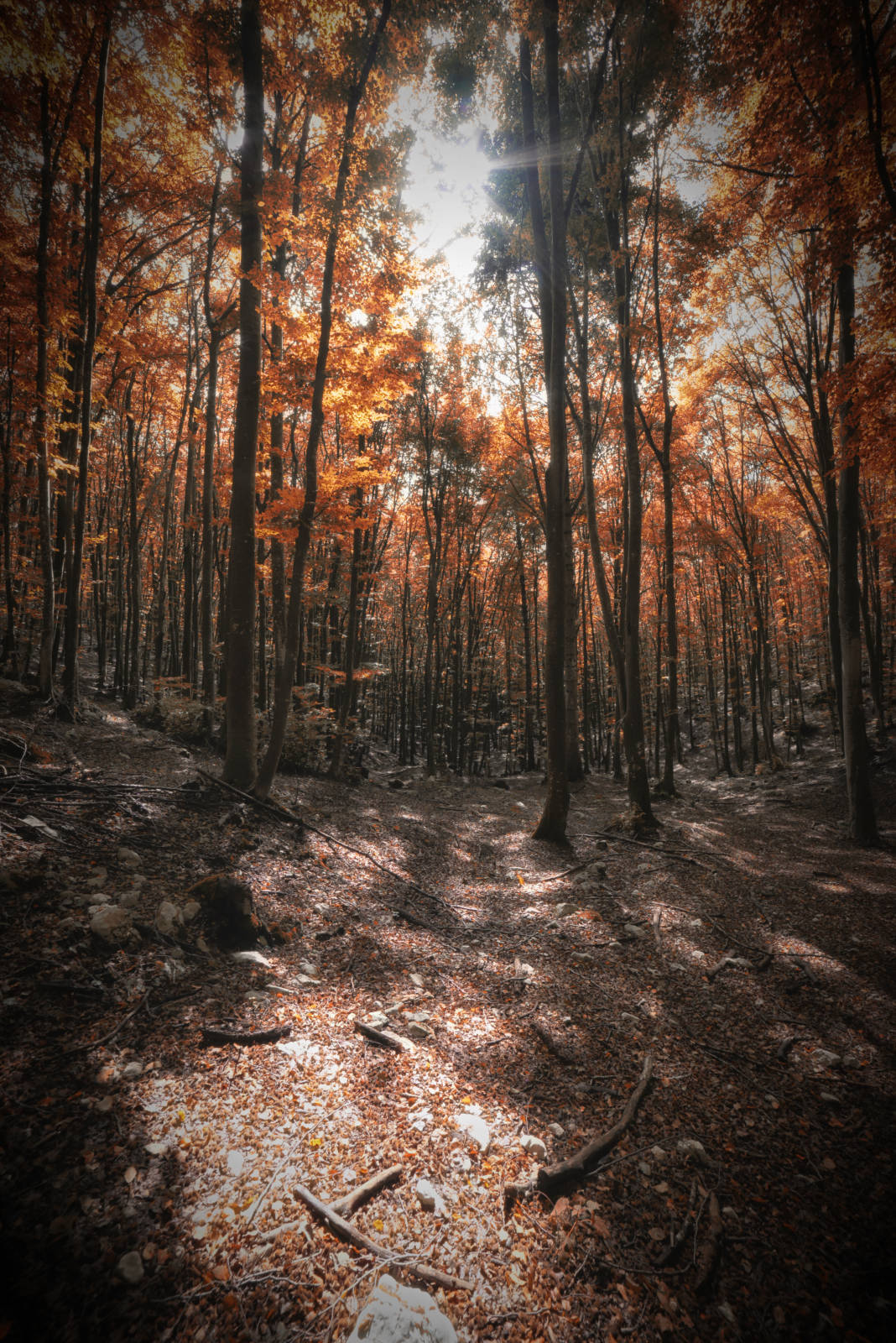 Foresta del Cansiglio in autunno