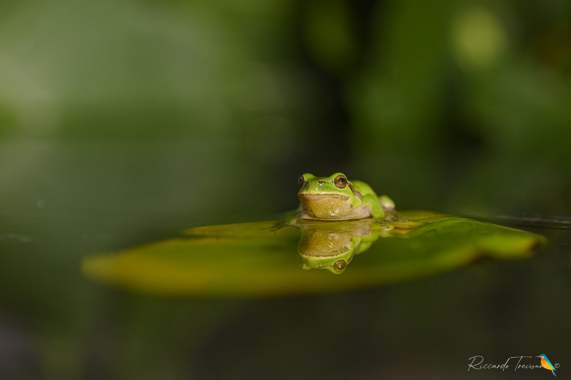 tree frog
