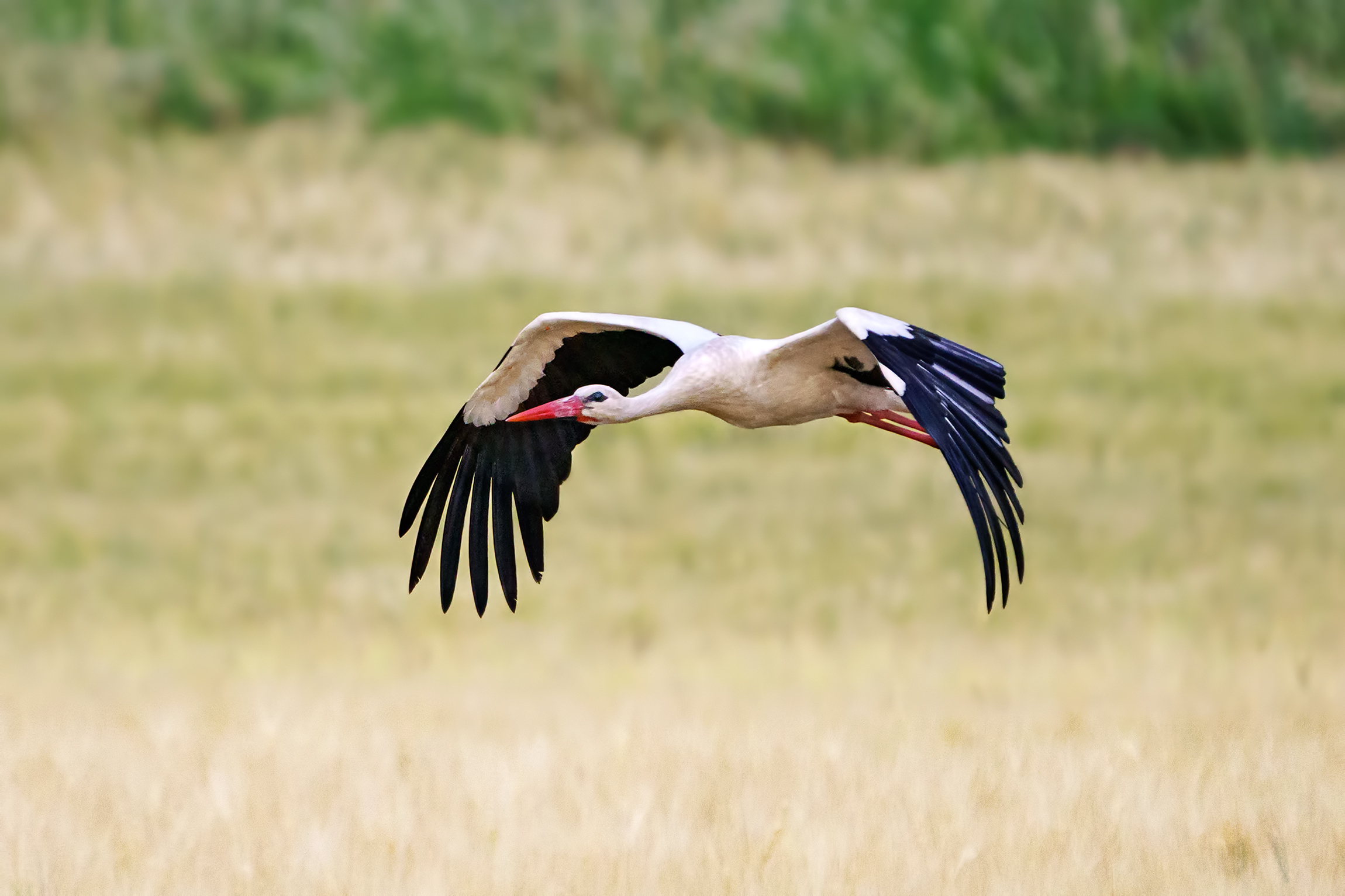 Stork and wheat
