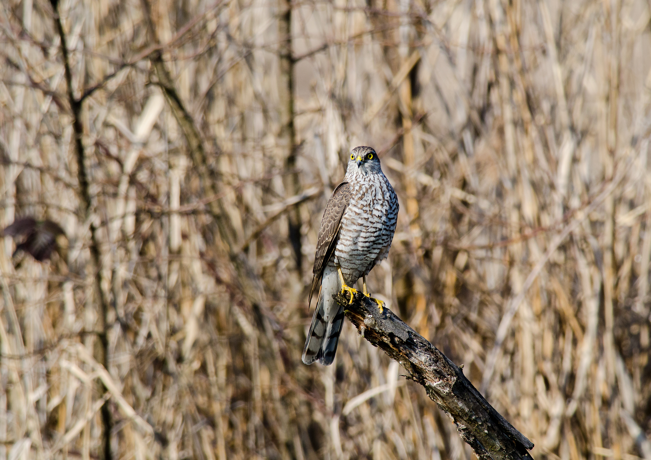 lady sparrowhawk