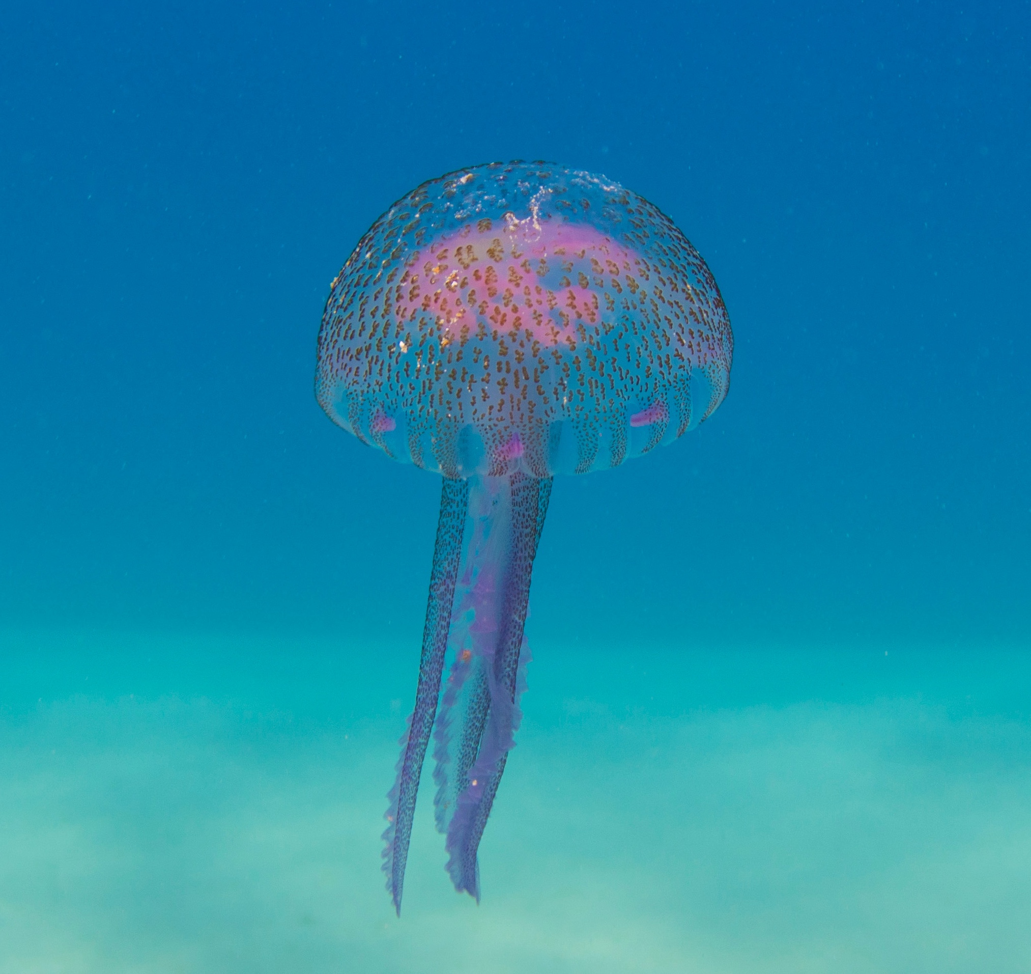 Medusa solitaria - Noli