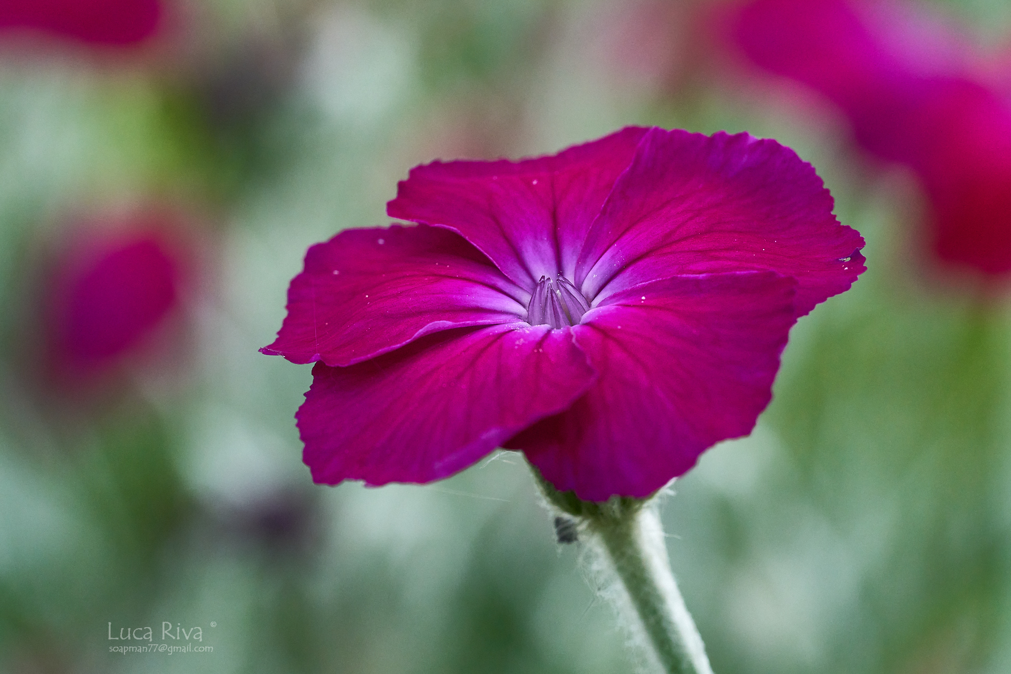 Flowers in the garden