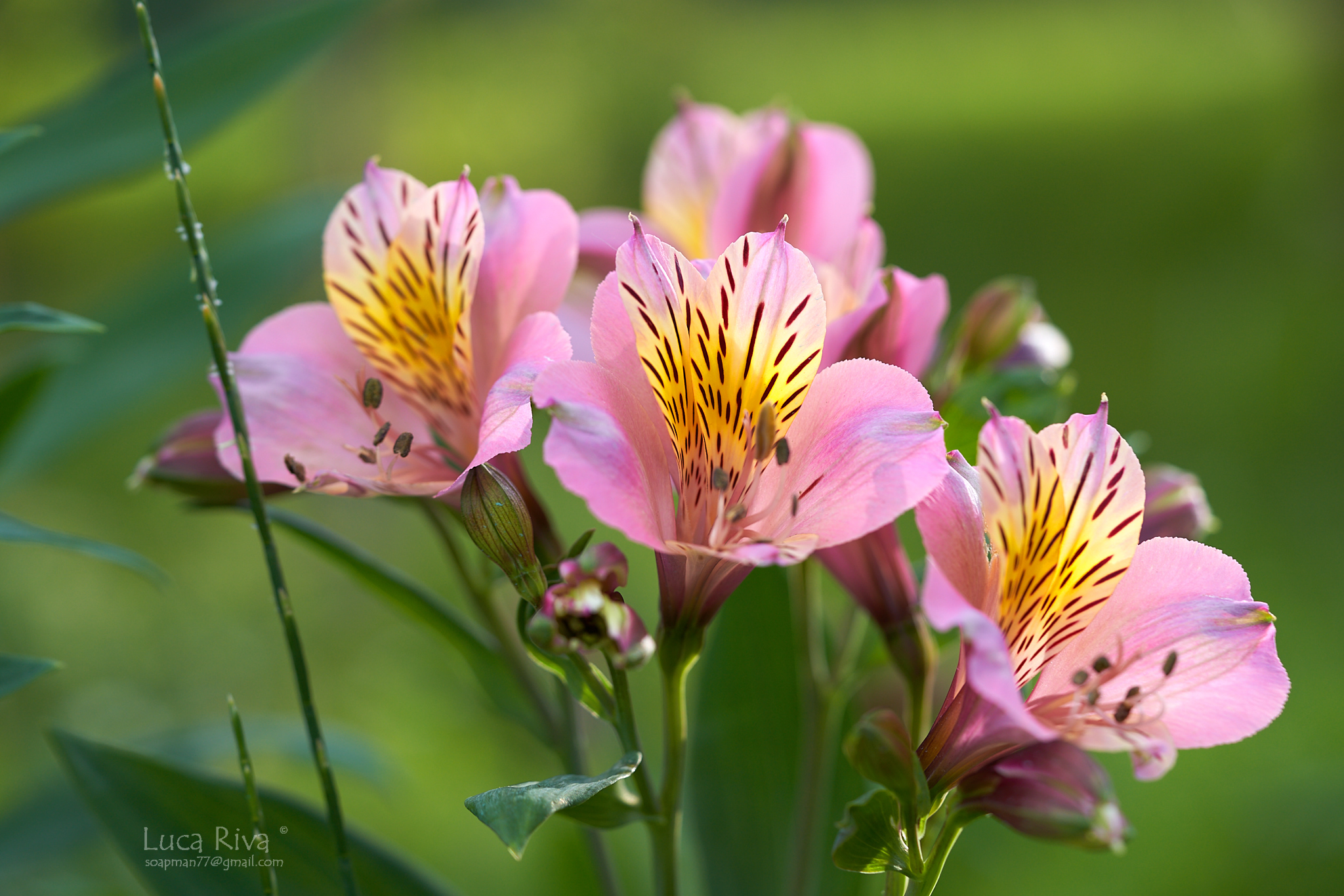 Flowers in the garden