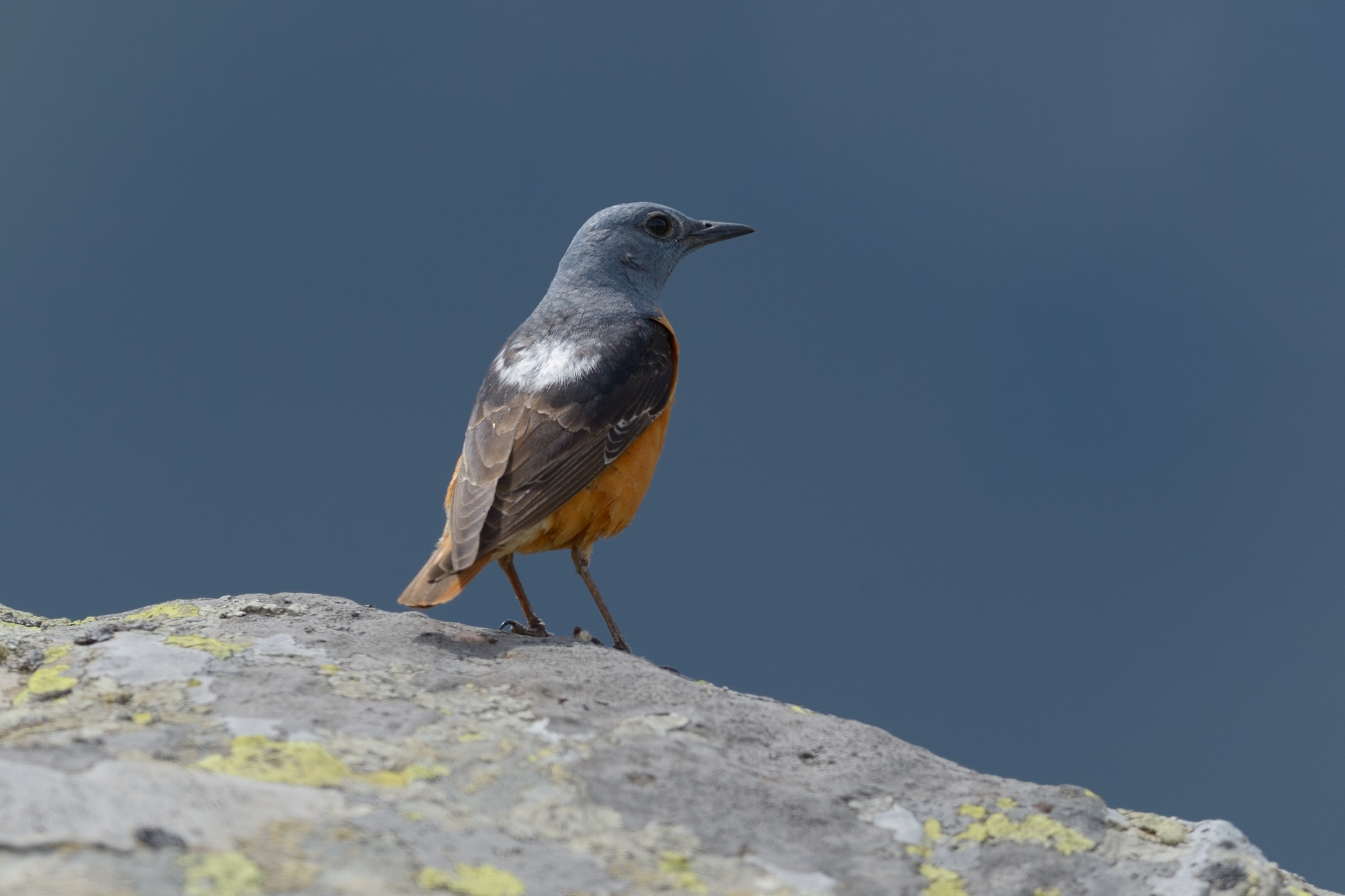 Codirossone Department (Monticola saxatilis)