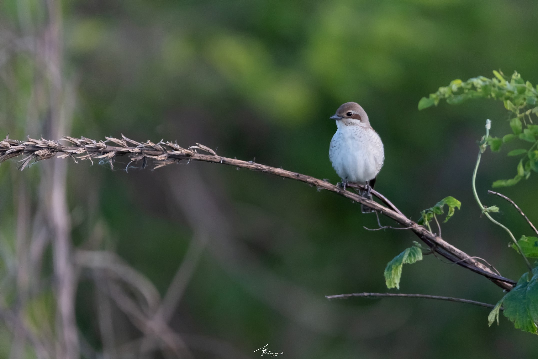 Averla minore (Lanius Minor - G.)