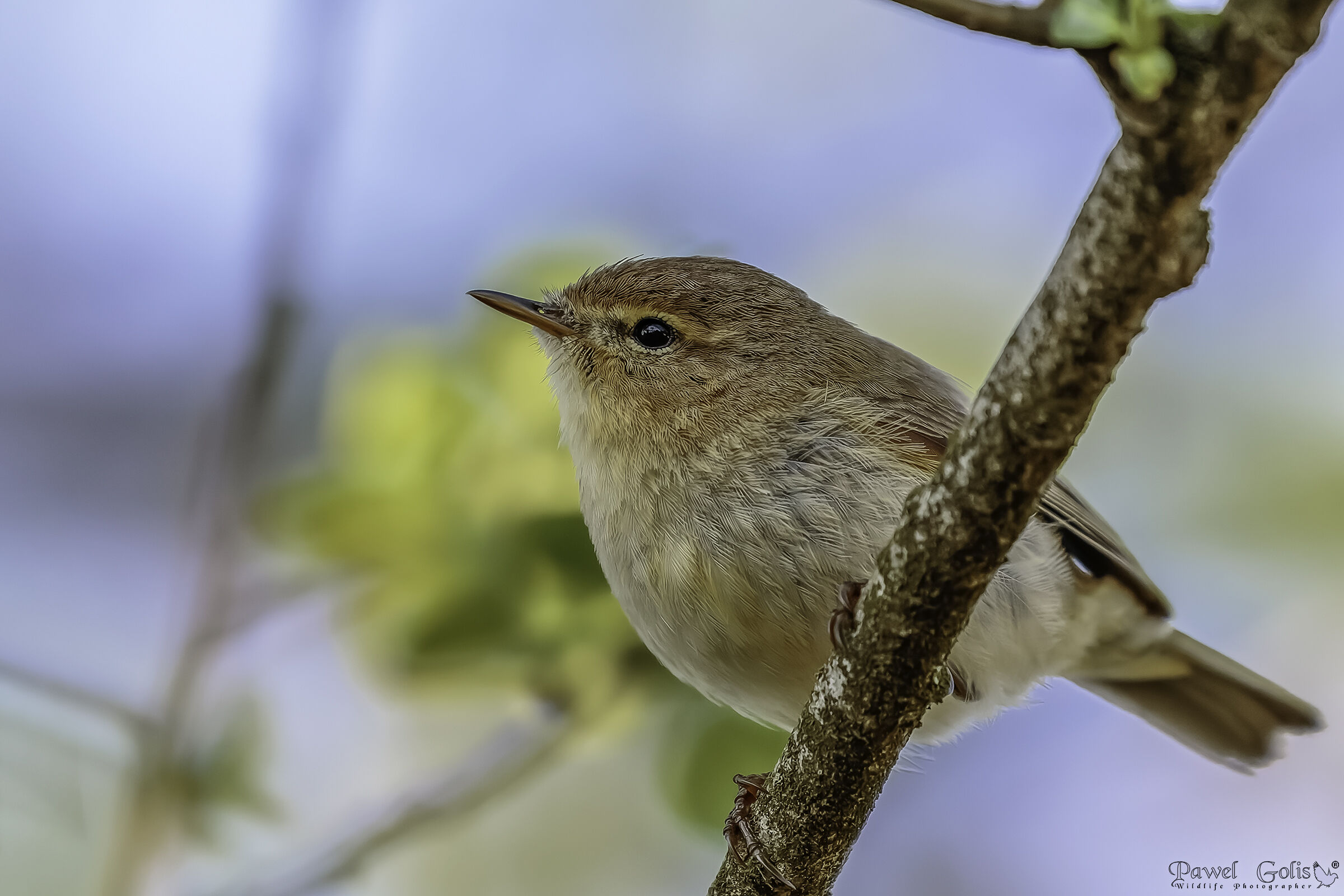Bebile da guerra salice (Phylloscopus trochilus)