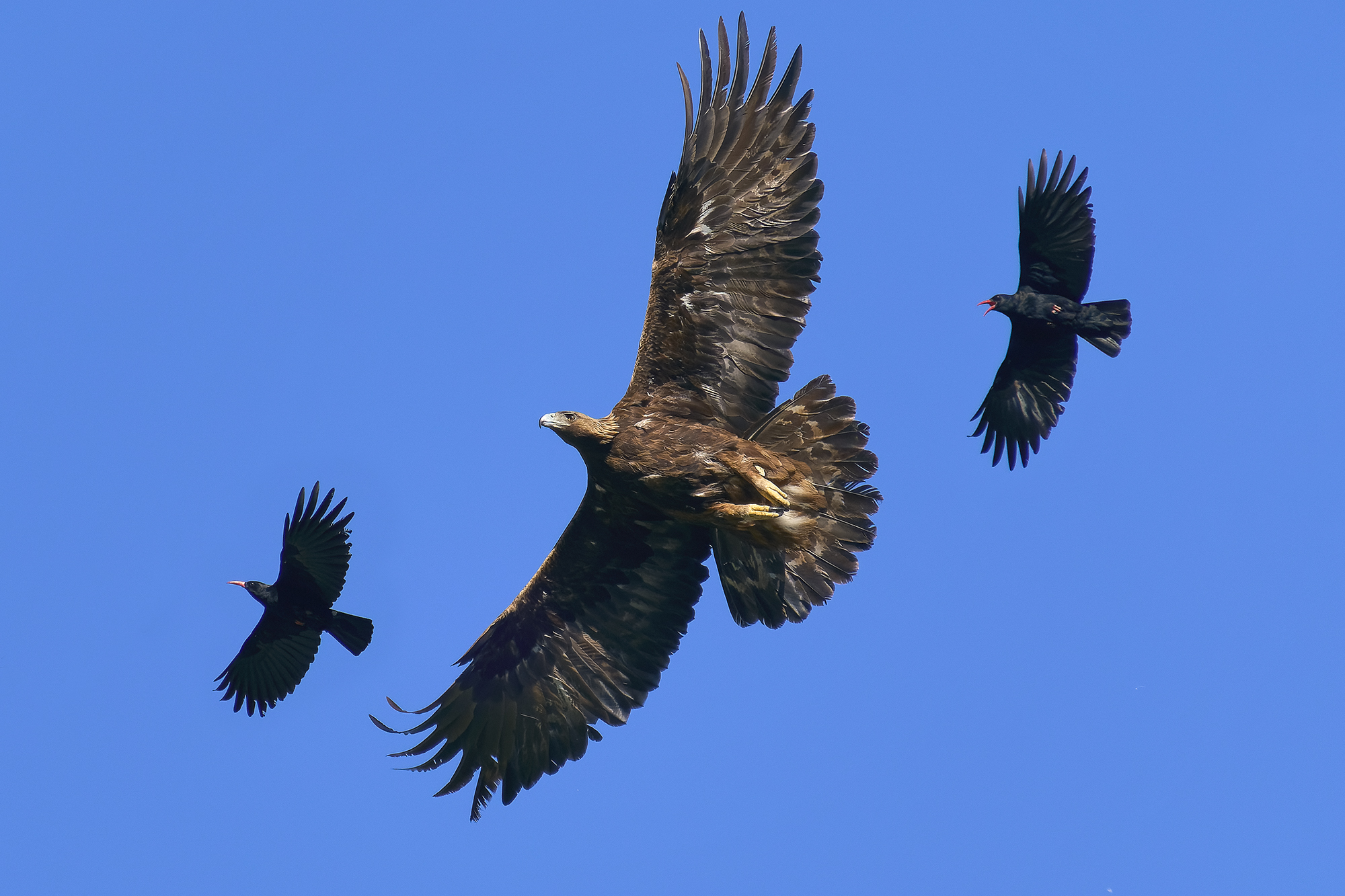 Golden Eagle VS Coral Croak