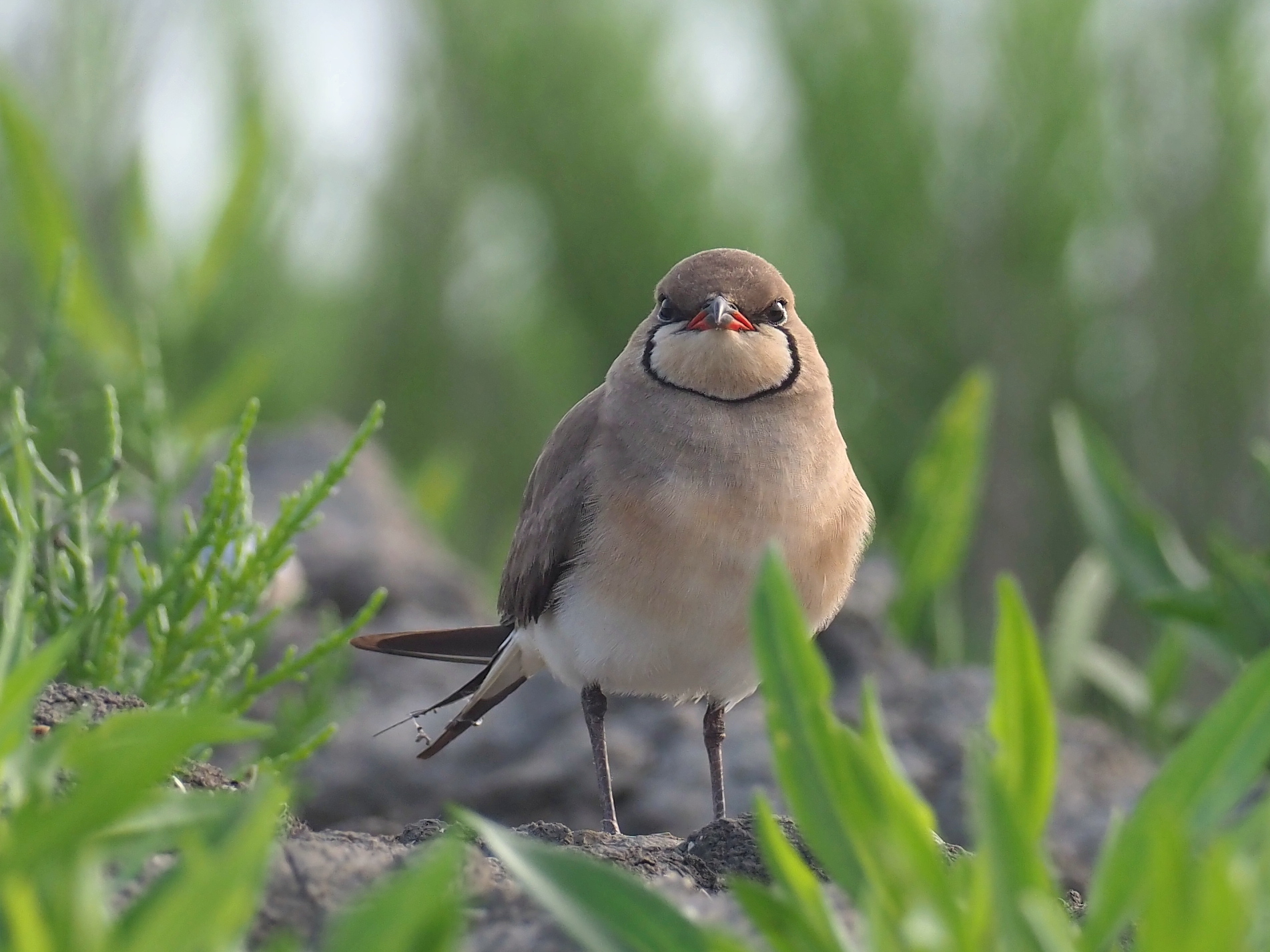 partridges of the sea