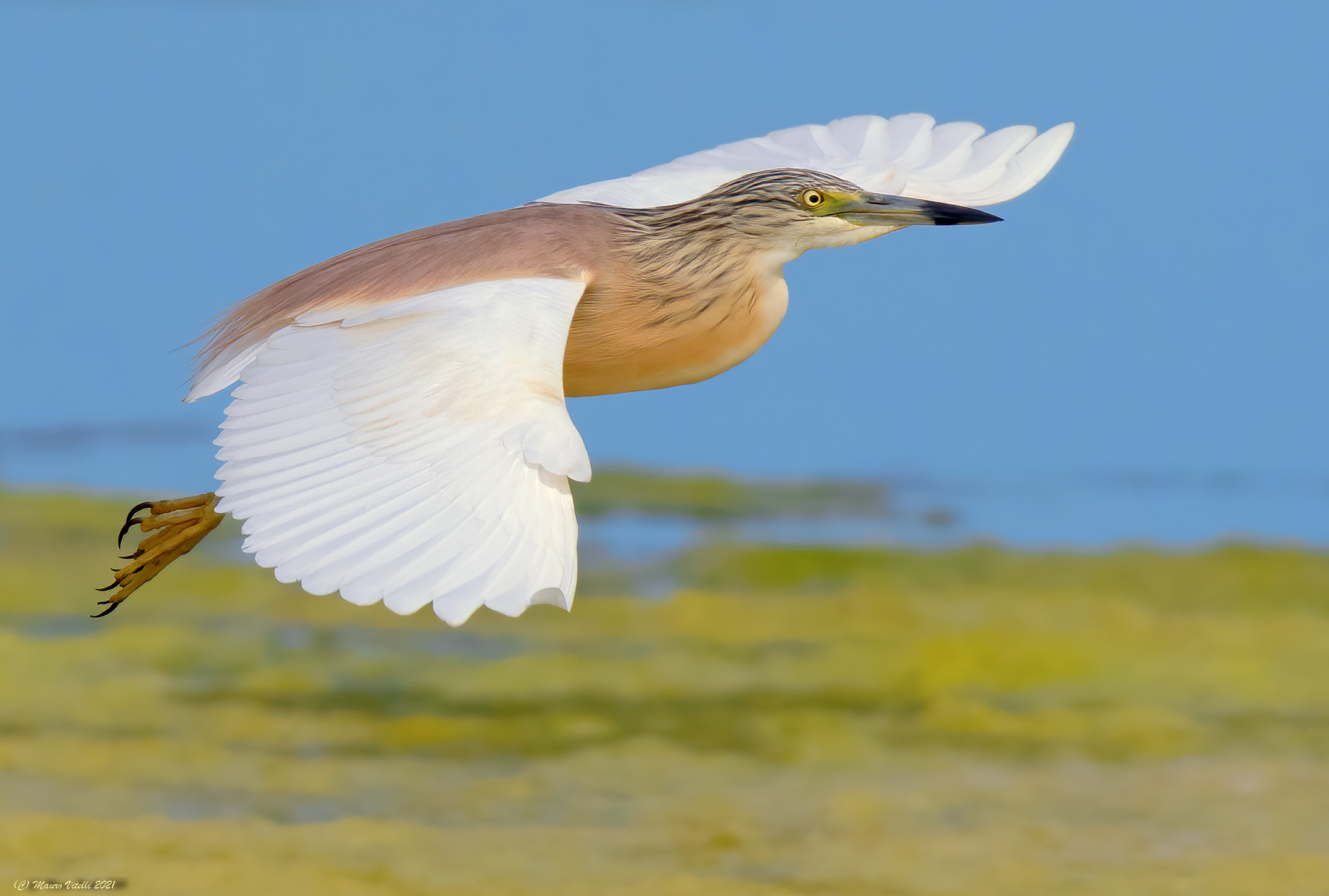 Sgarza Tuftetto (Ardeola ralloides)