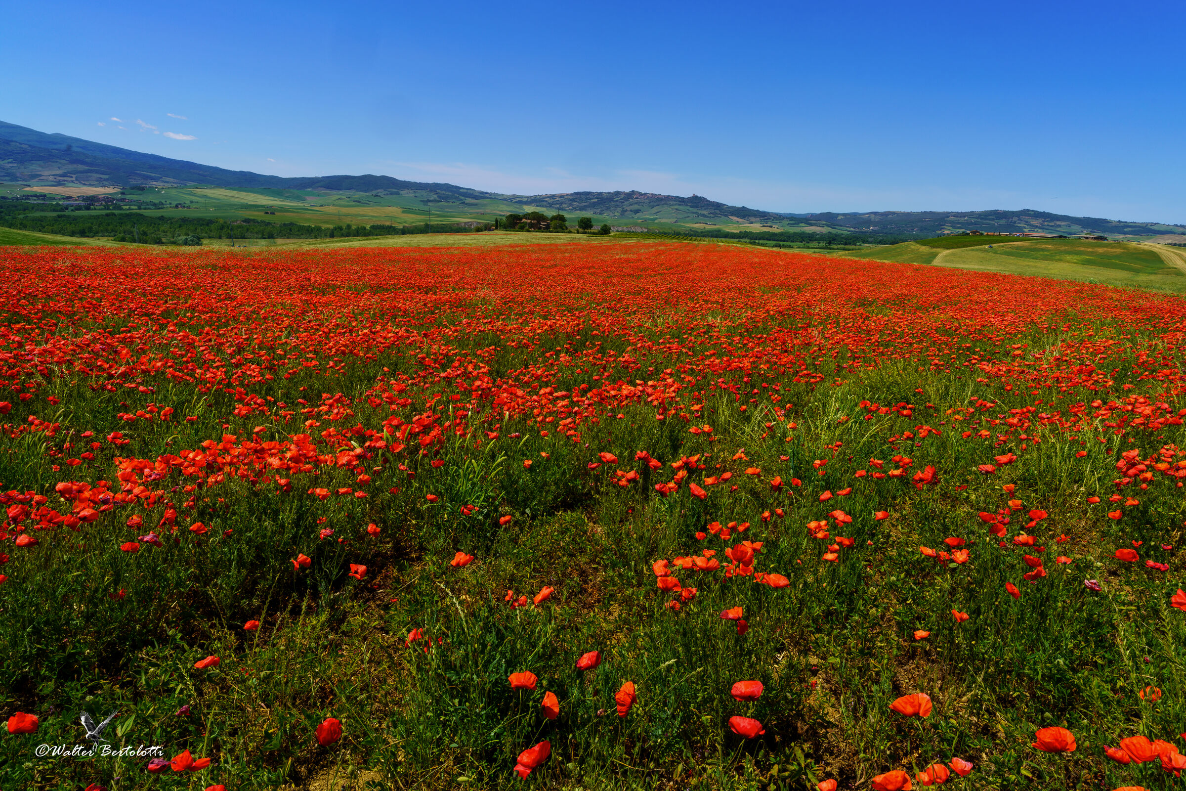"A thousand red poppies"