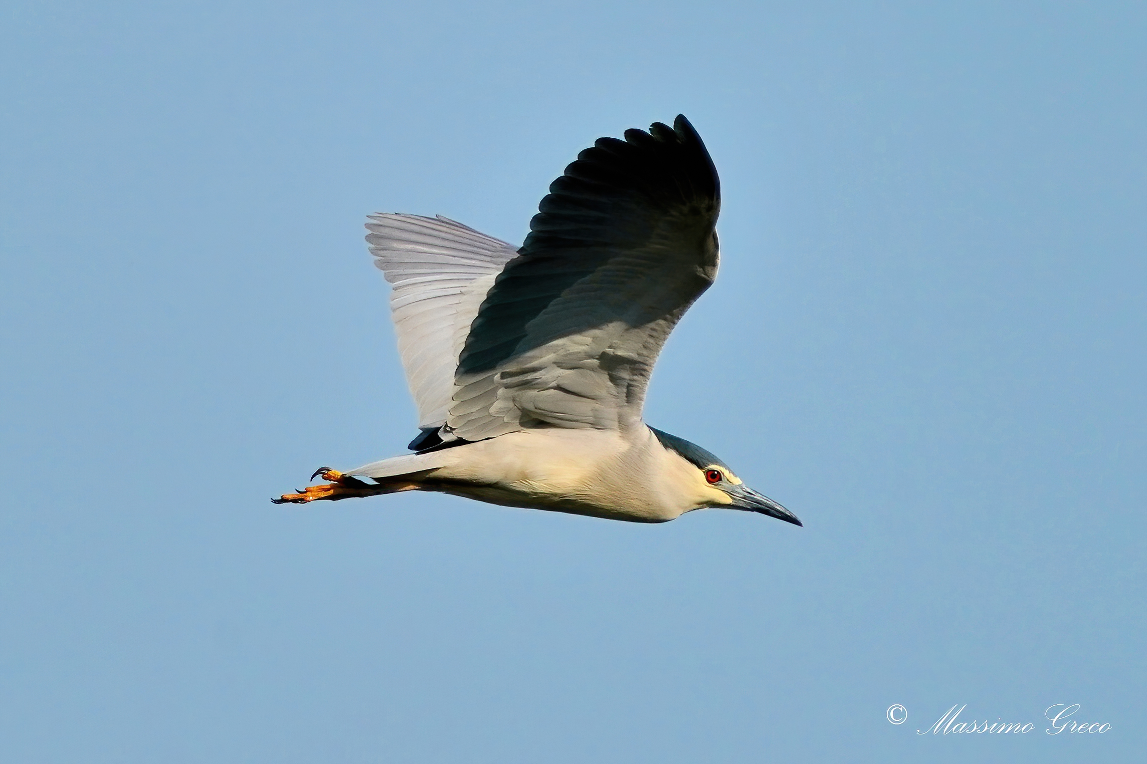 nitticora  Nycticorax nycticorax