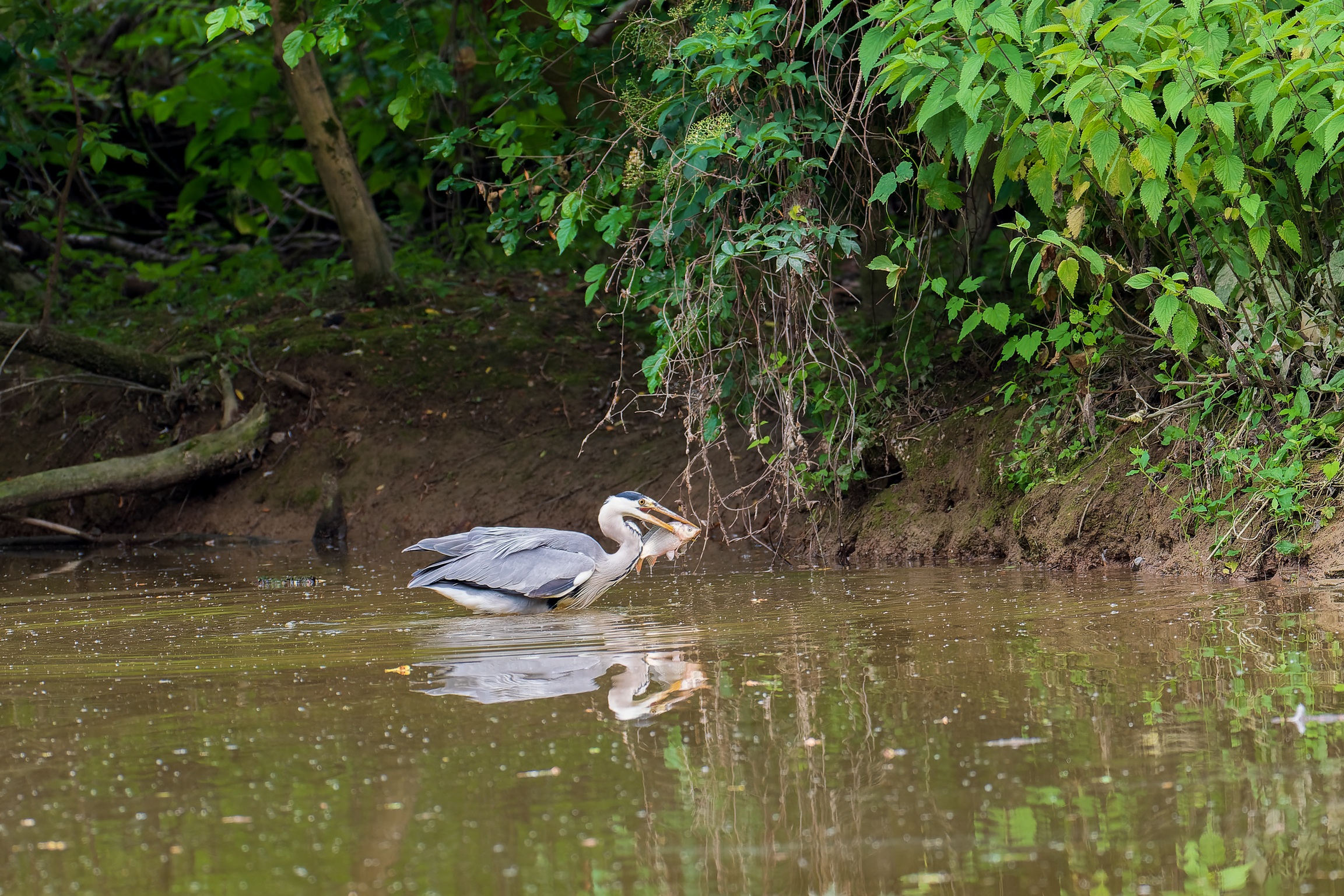 Same colors, same eyes but...