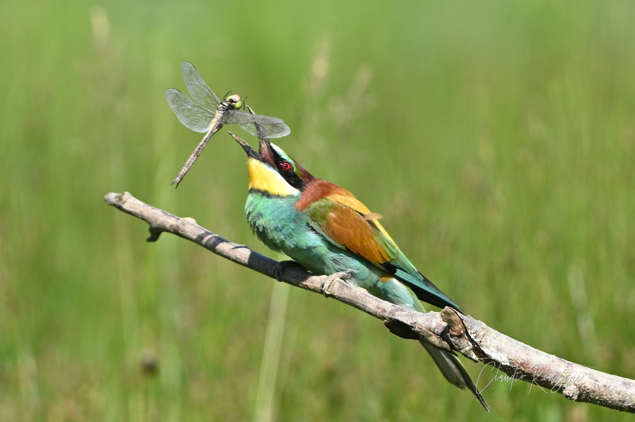 una libellula per cena