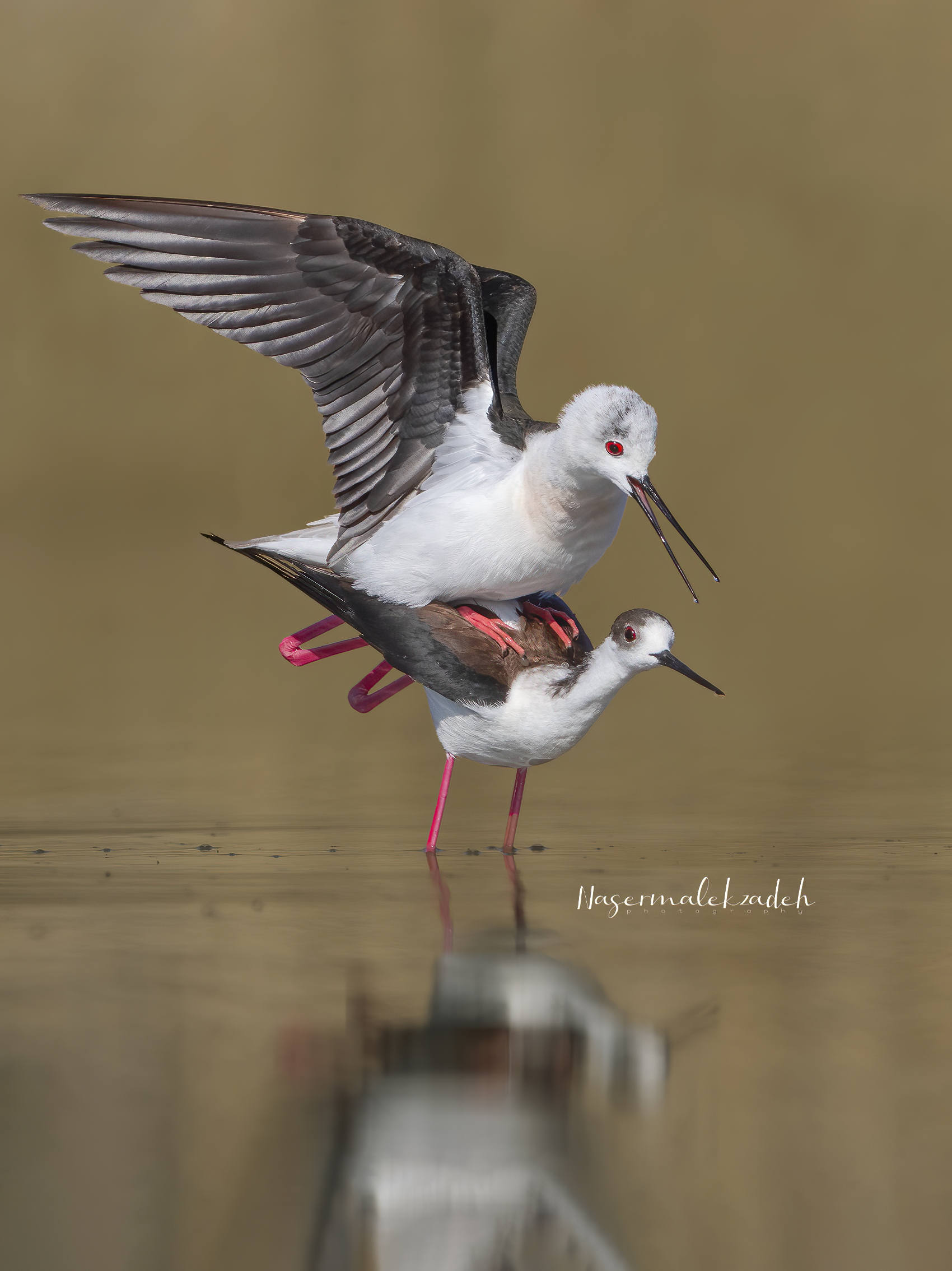 Black-winged Stilt