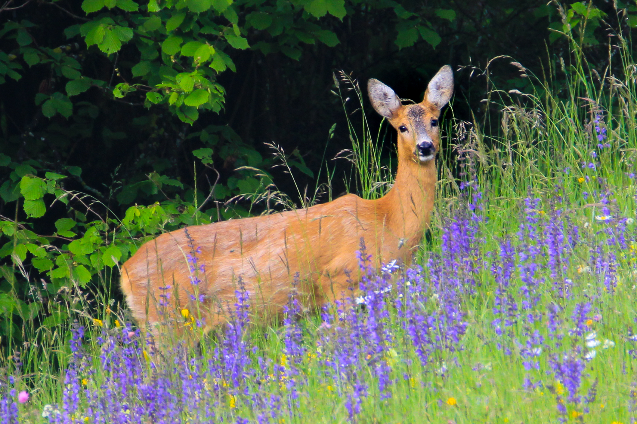 Femmina di capriolo in primavera