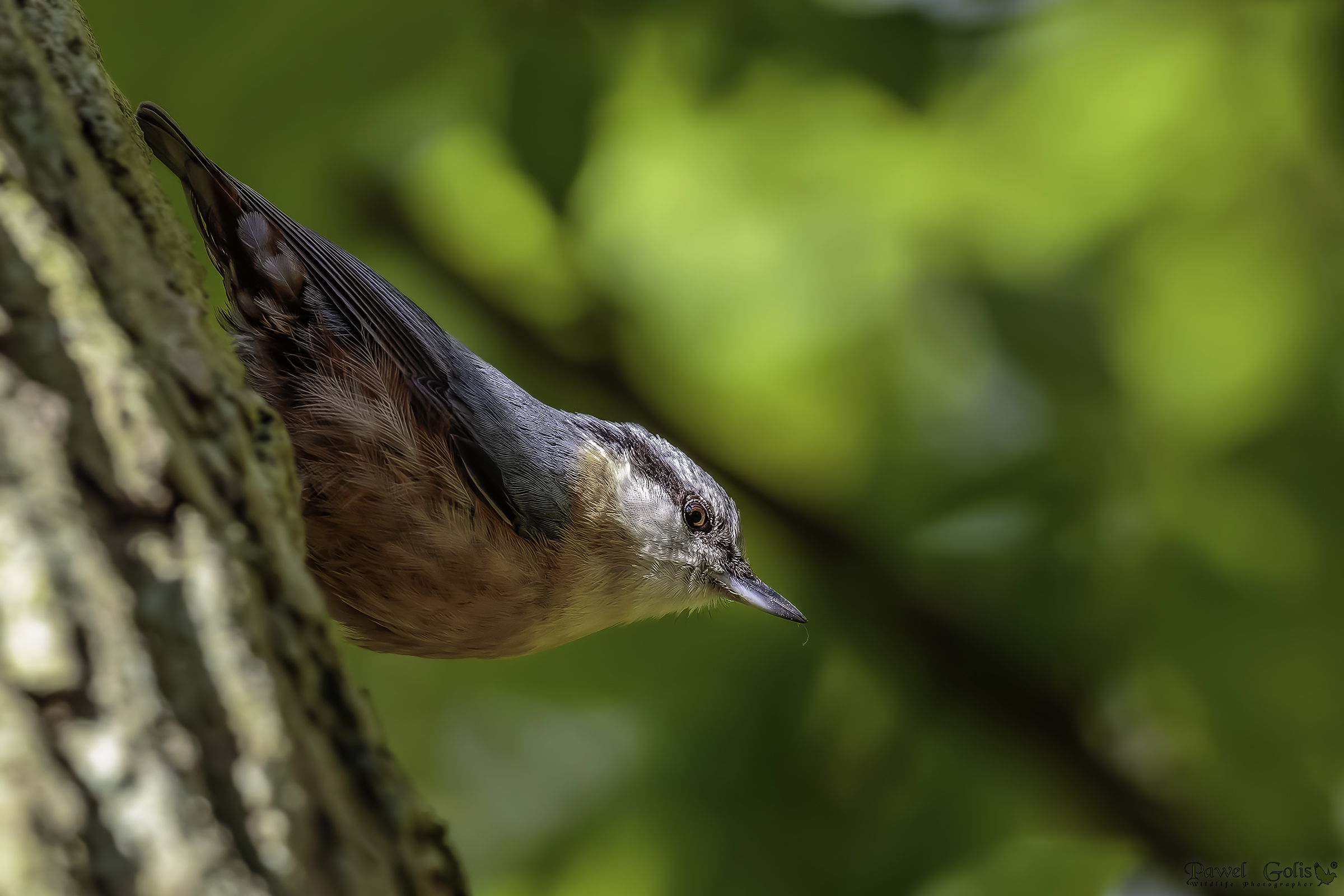 Nuthatch (Sitta europaea)