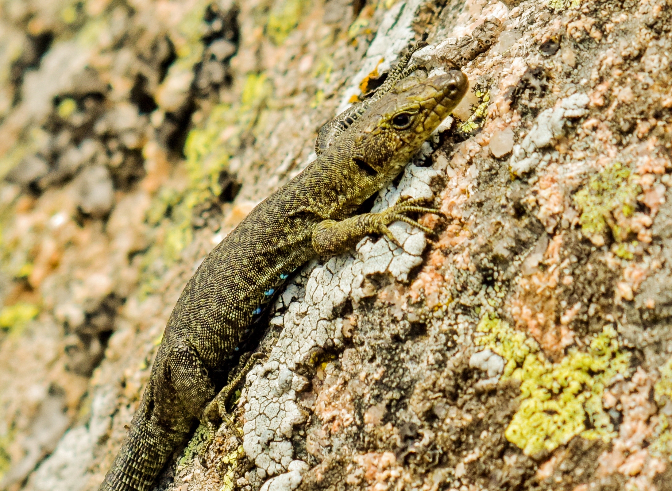La lucertola di Bedriaga