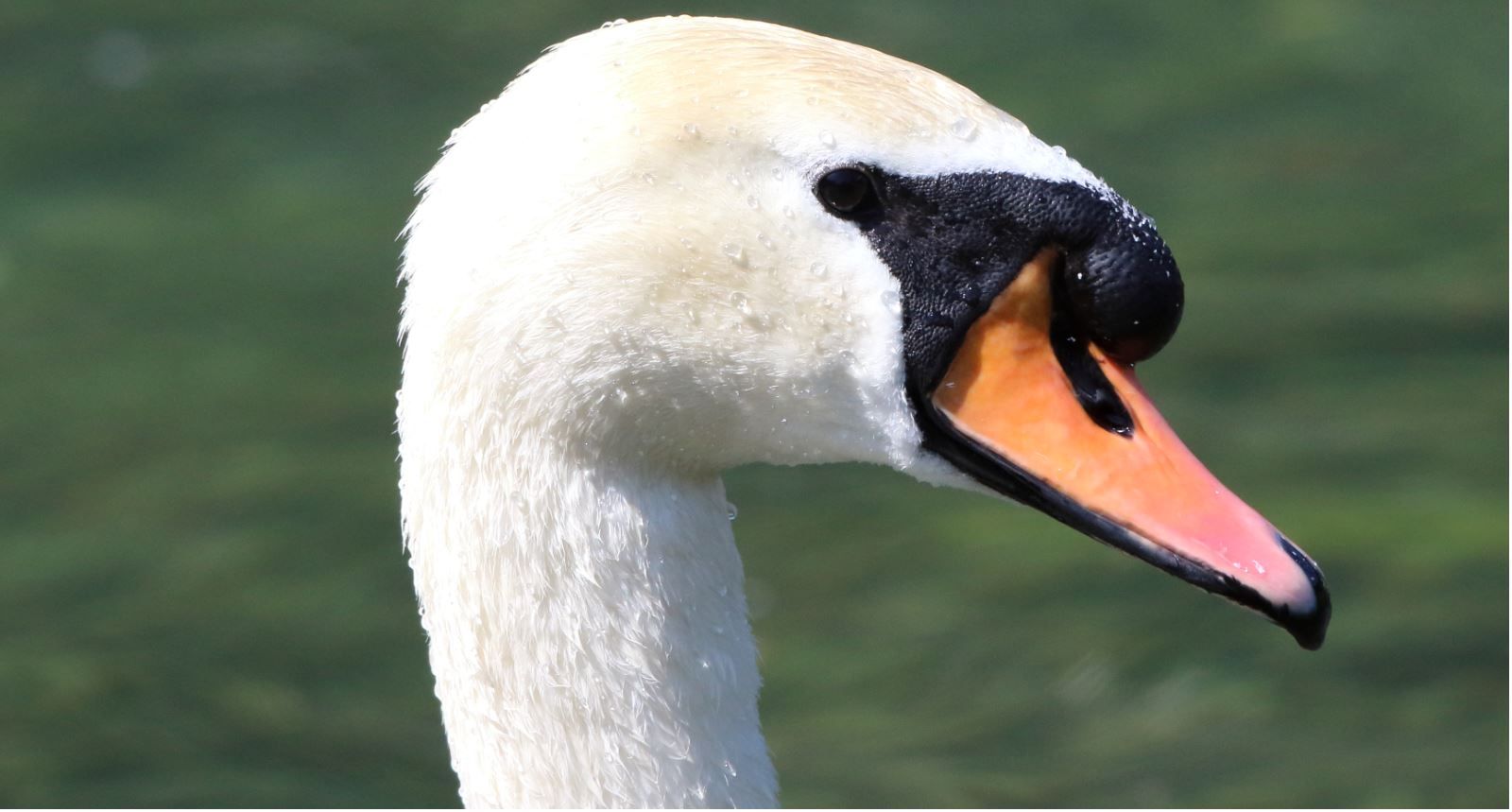 mute swan