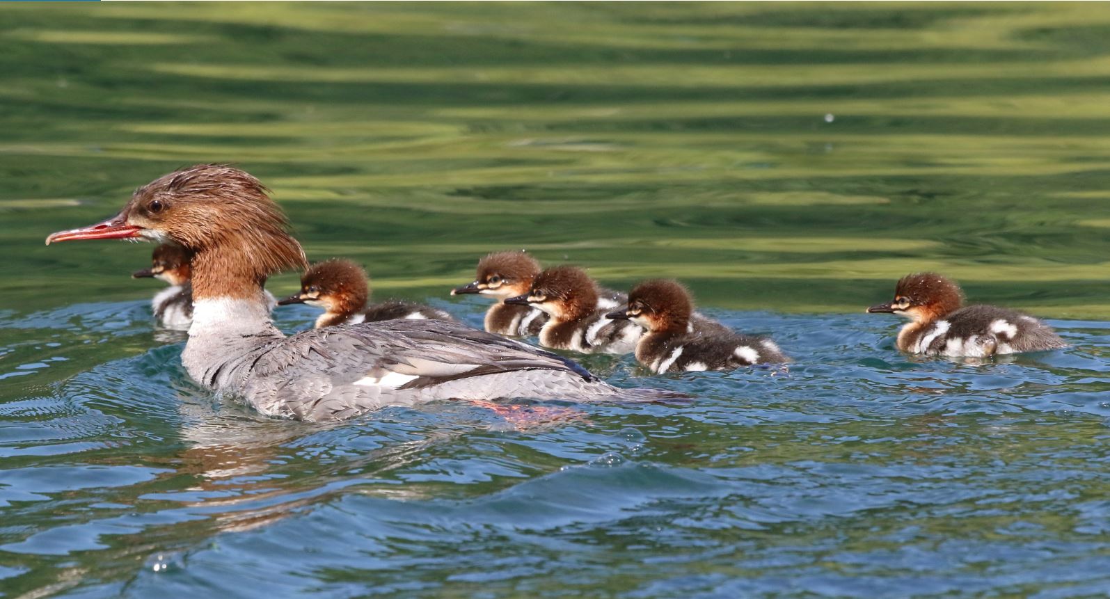 merrgist with offspring