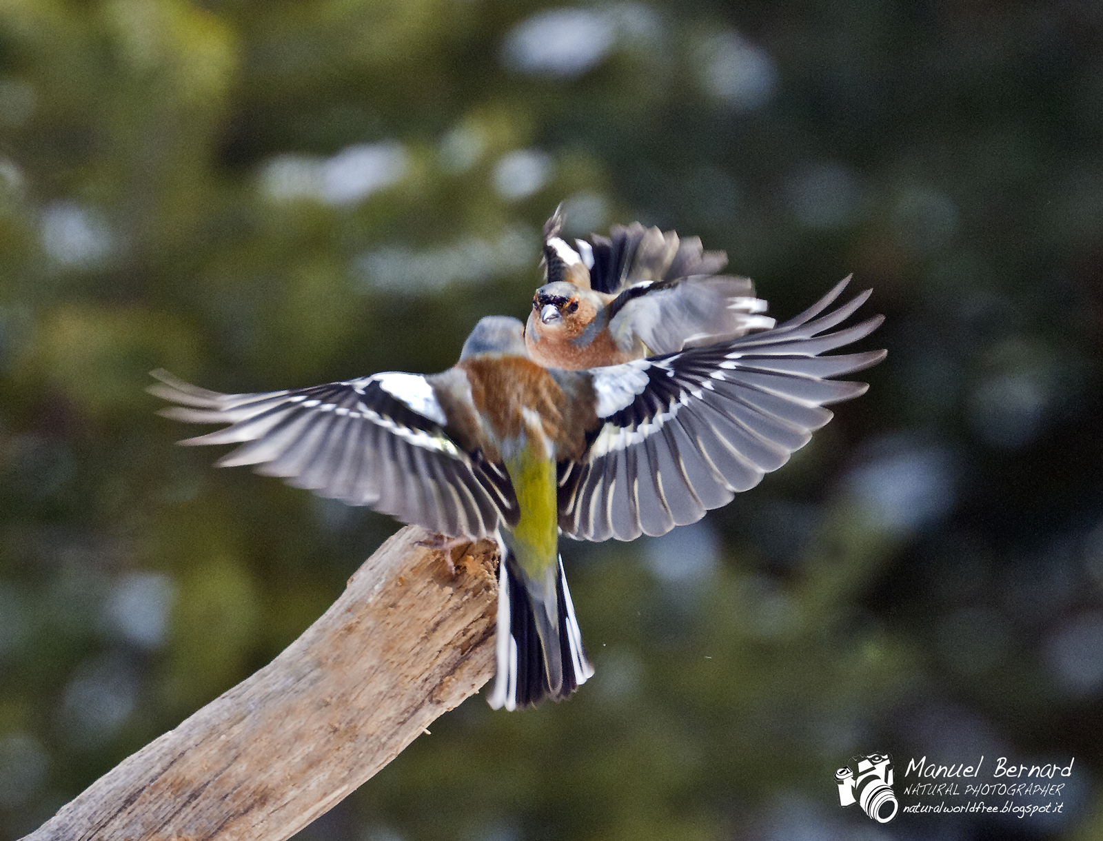 faccia a faccia i contendenti